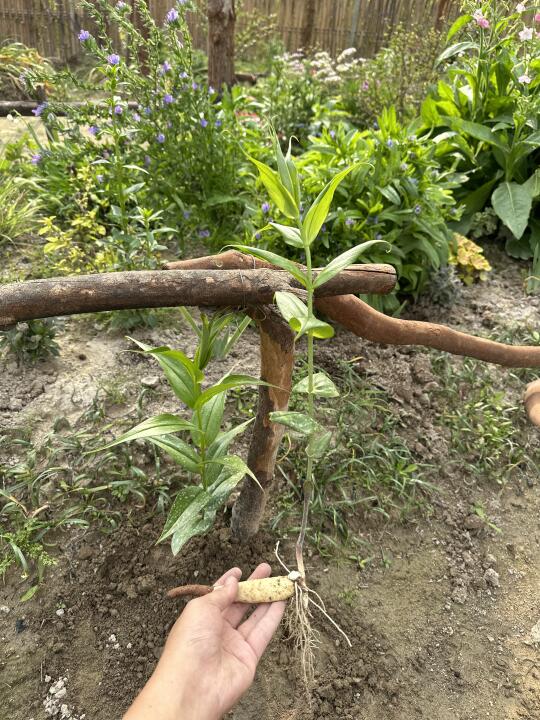 嘉兰百合的块根与根系长这样，我的催好芽了