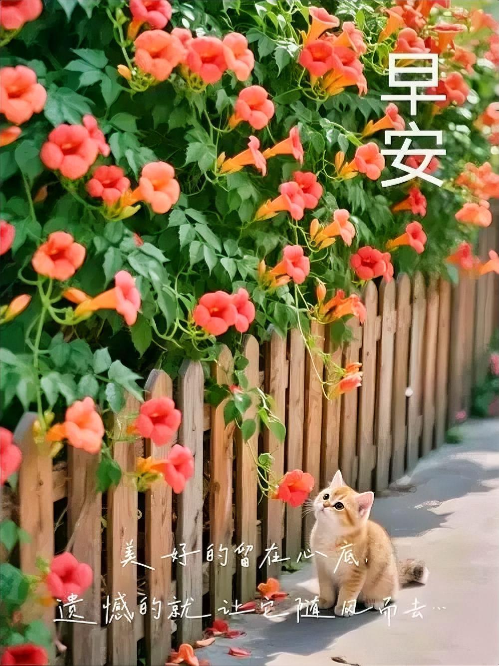 早安，美好留在心底，遗憾随风而去，今日阳光正好，别留遗憾哦～
