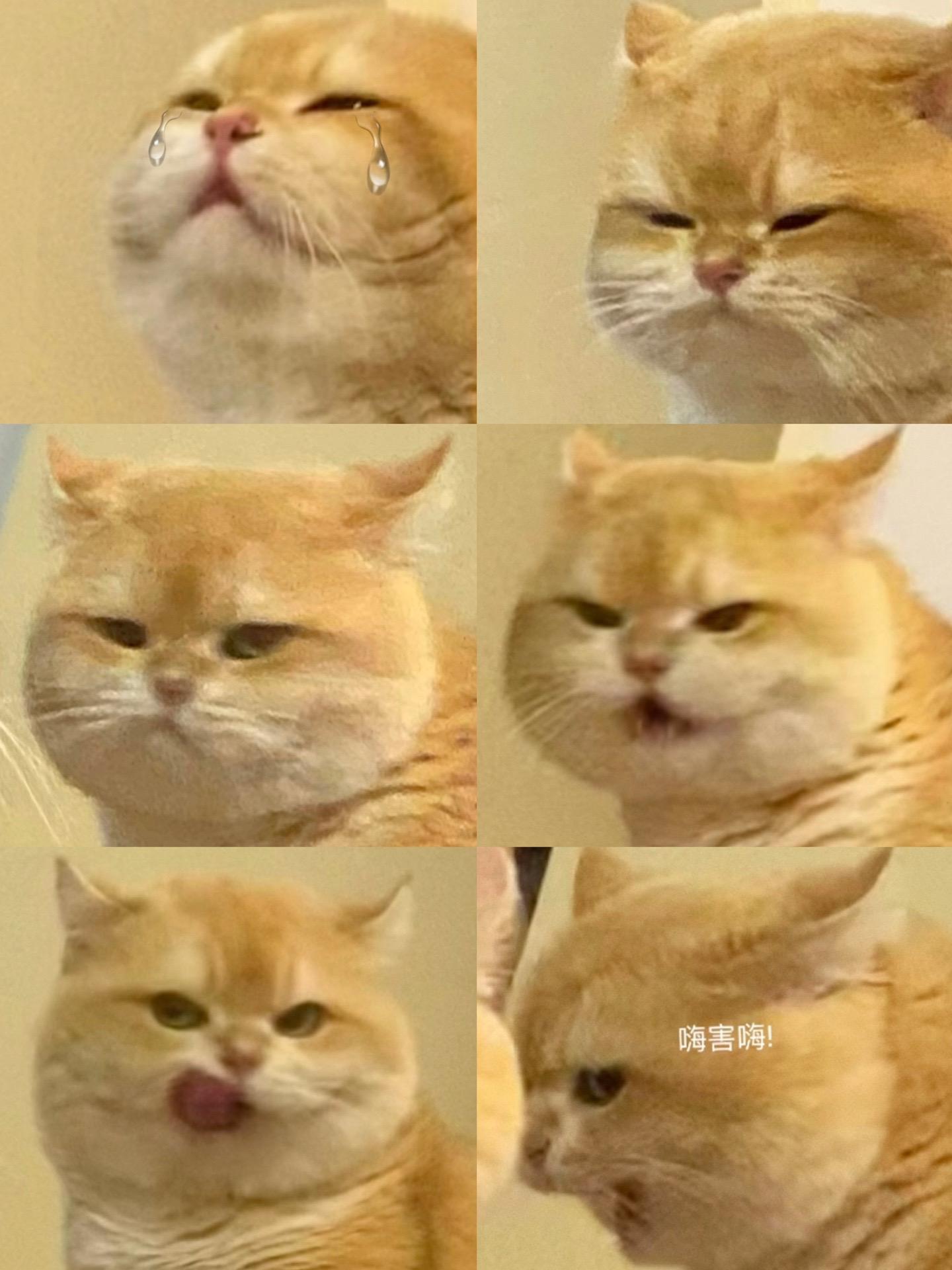 2024年拍到的猫生皂片📸。😎今年生产了多多治愈瞬间和笑料 小坡坡...