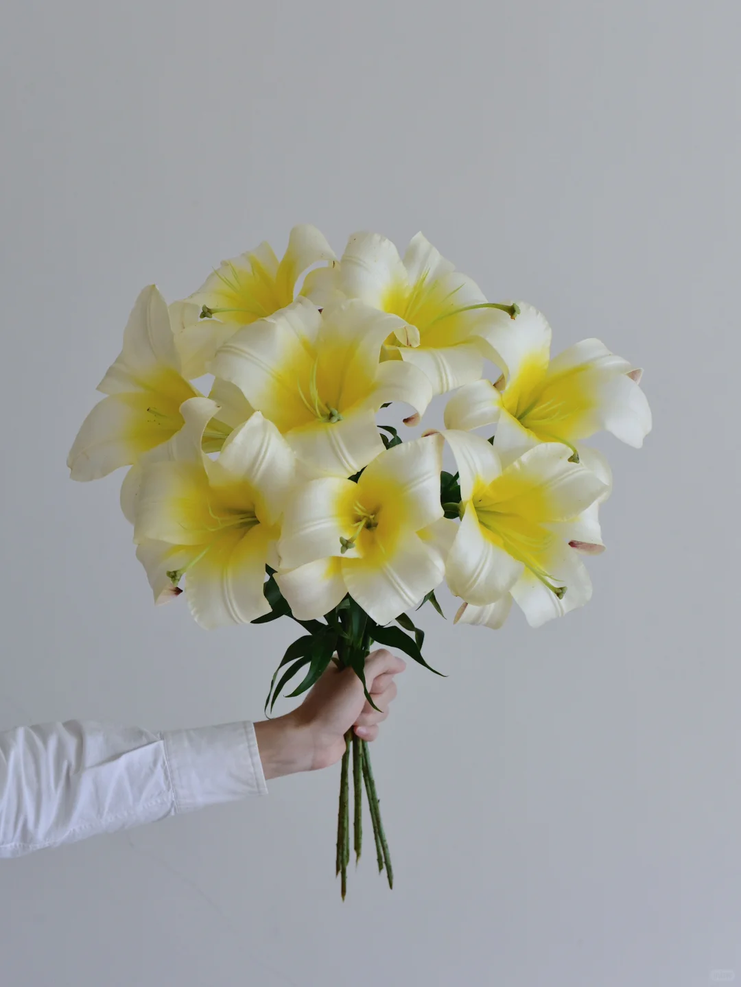 百合·白色星球