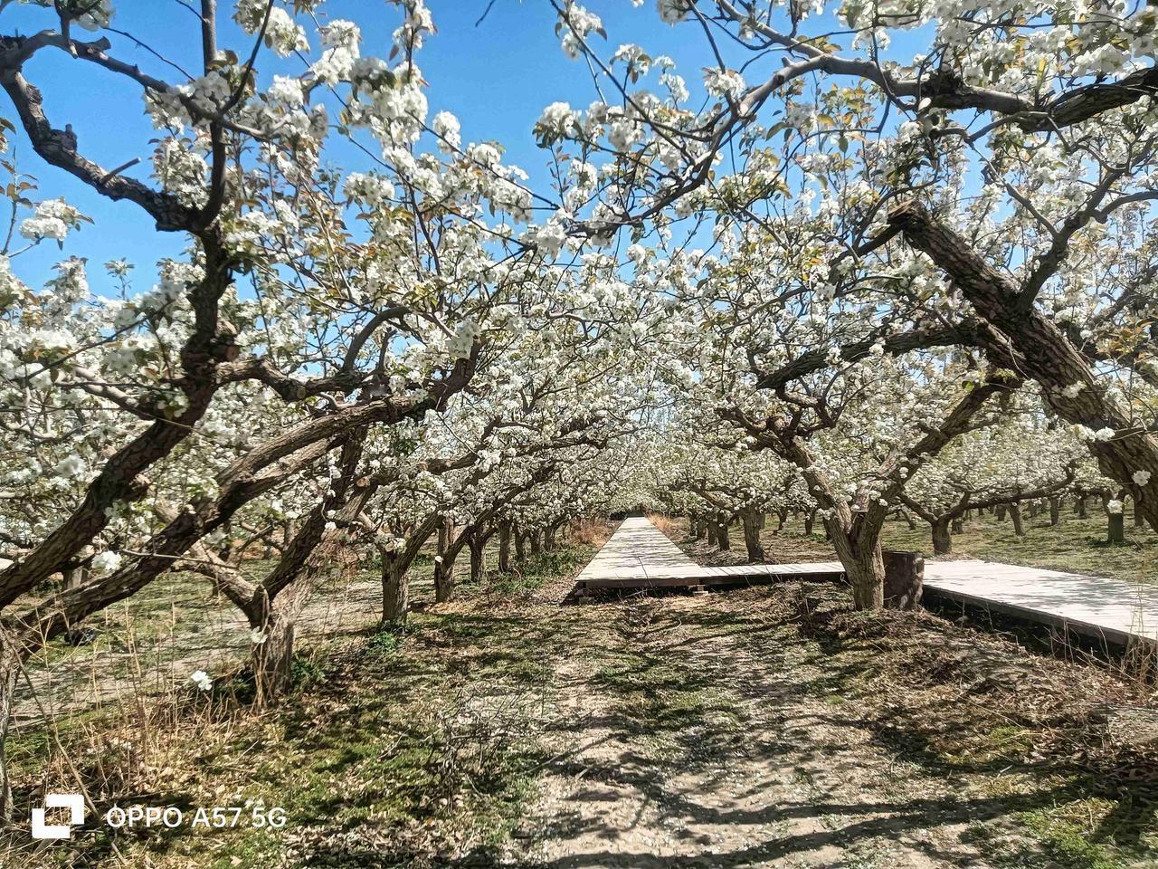 库尔勒已经到了花季。
除了香梨开花漫天雪，十里桃花别样红，我最期待的，还是五百公