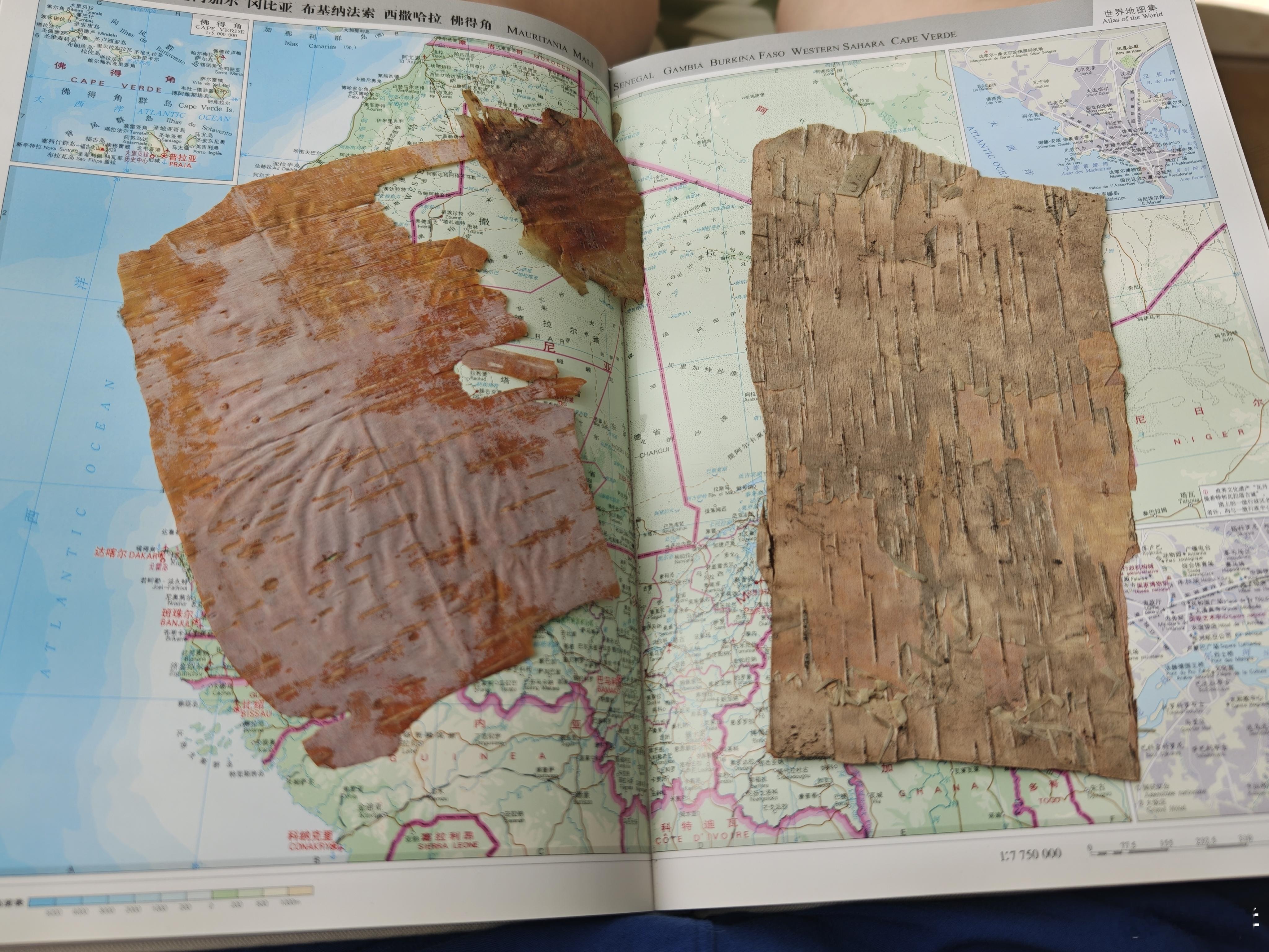 翻开世界地图掉出来不知道猴年马月在什么地方捡的树皮 压得很好了已经 ​​​