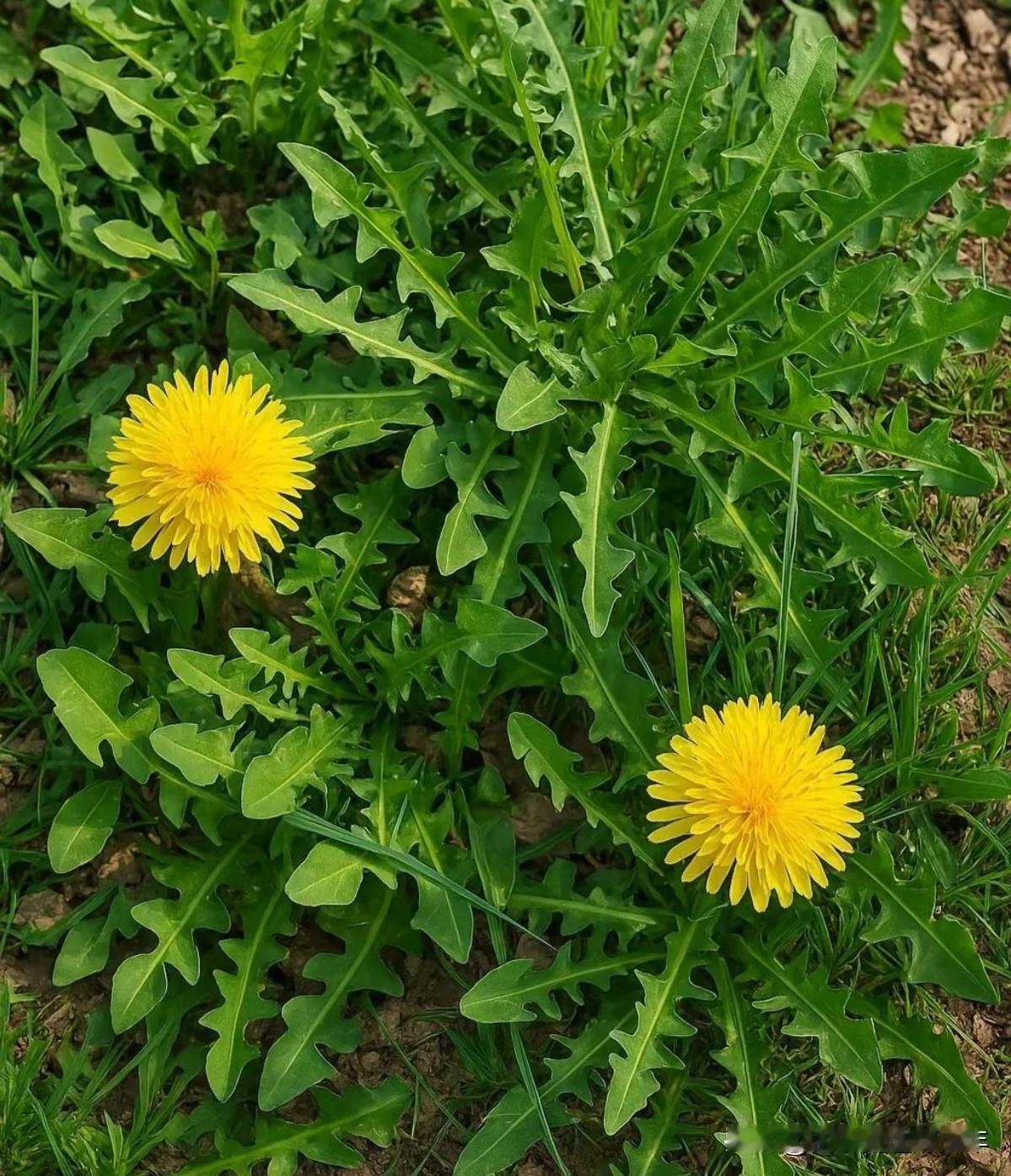 怀念：
儿时不识荠。只食婆婆丁。
山野曲麻菜，采撷踏歌声。
城市居住久，乡村味道