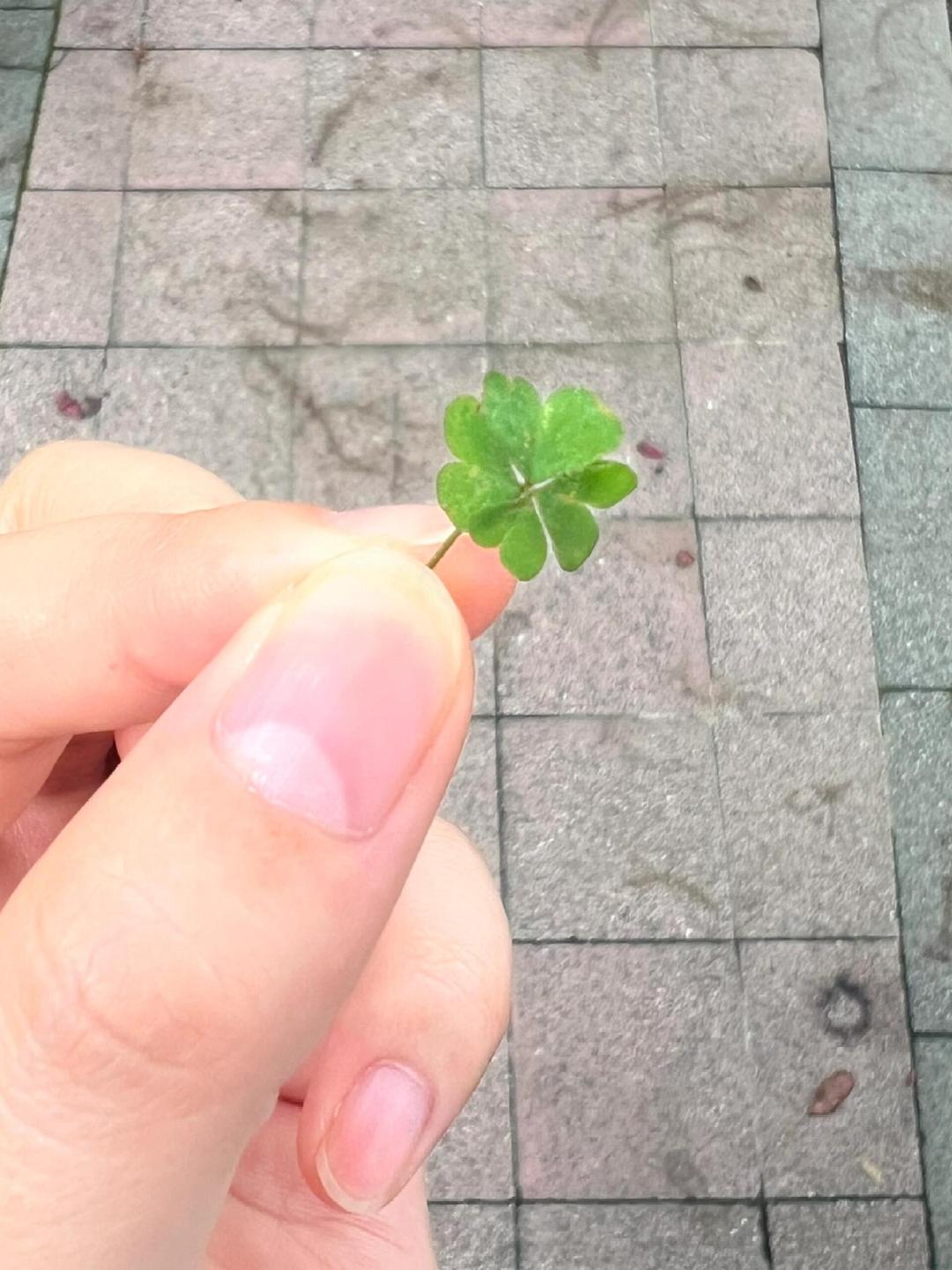 刷到四叶草的人，点赞，接下来有好运到来🍀 