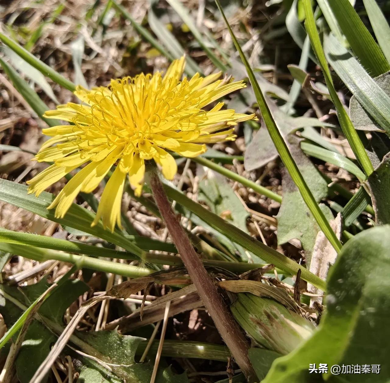 又便秘了，
不是我，而是我的老父亲。

父亲常便秘，特别是天干的时候，天冷的时候