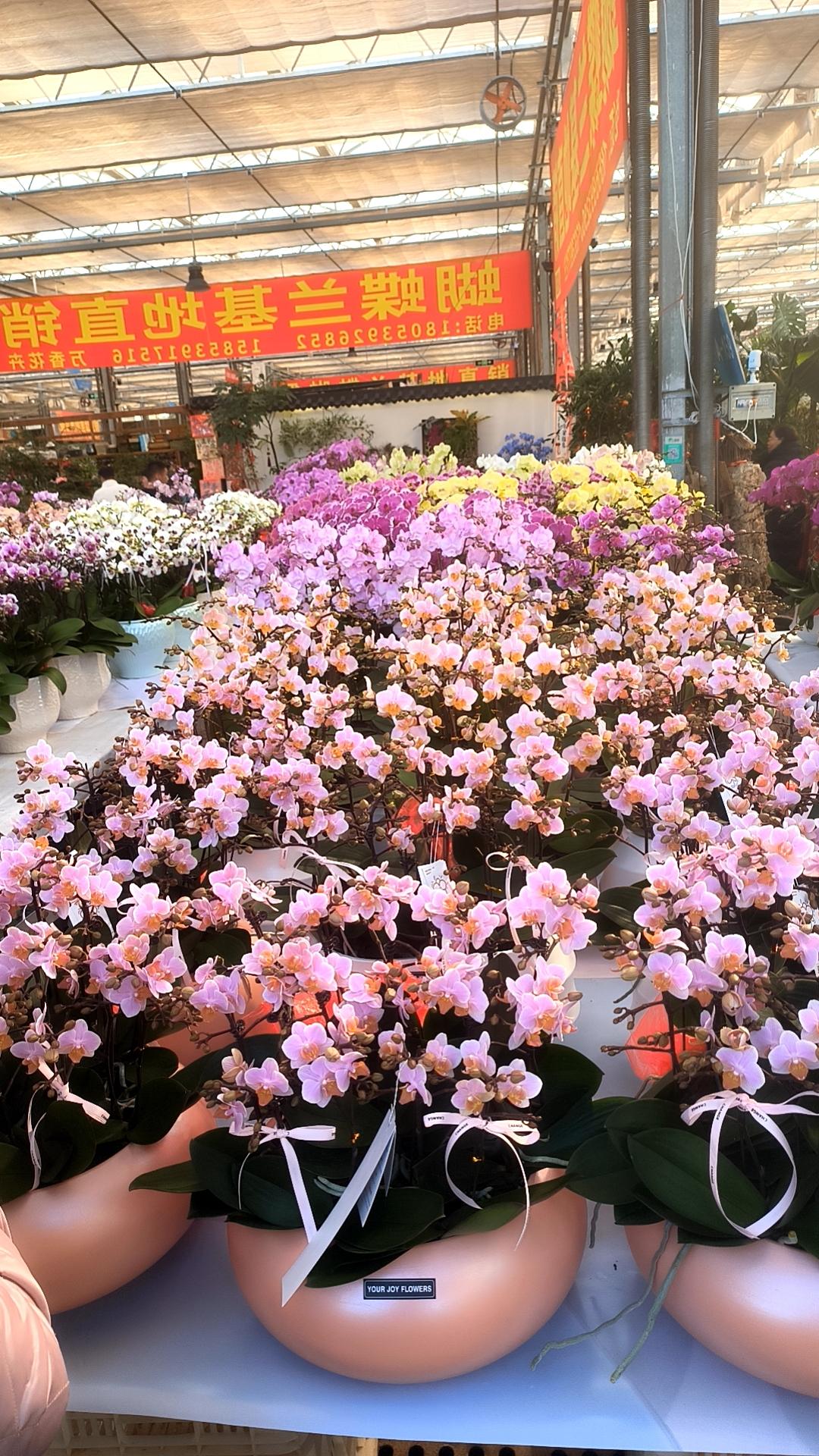 小长假第二天，到湖北路花卉市场去购买花卉。

去的时候明确告诉自己，一定要少买，