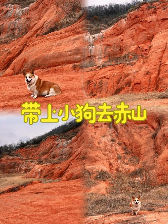 南京小狗快来赤山撒欢