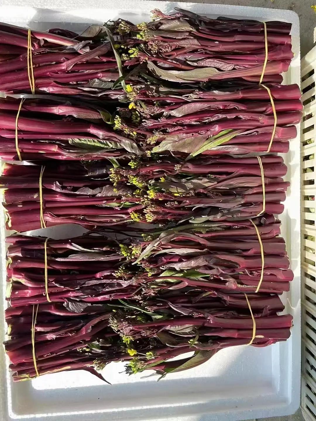 这几天我天天买红菜苔被办公室同事瞧不起，她说真受不了你，再便宜也不能天天吃啊，亏