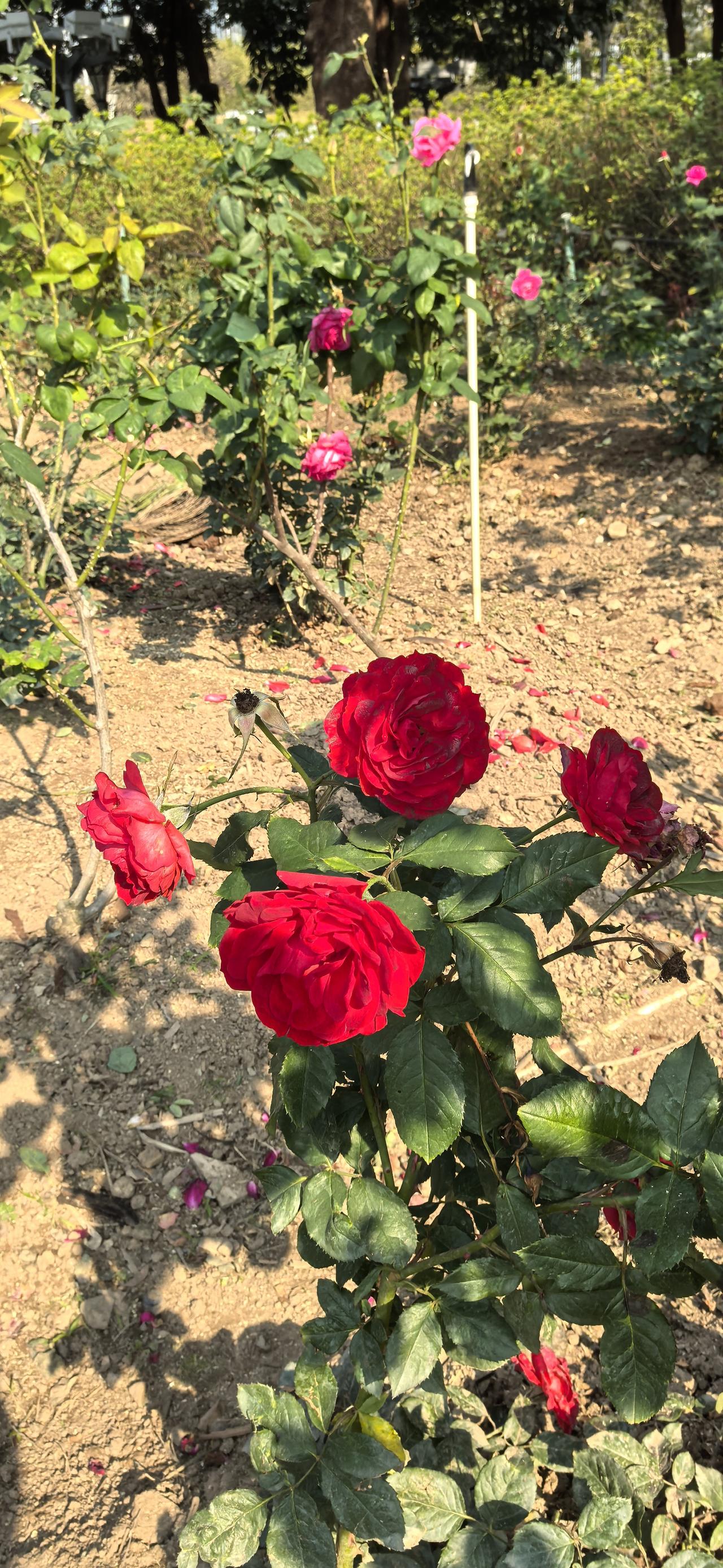 哪位友友家有红玫瑰?