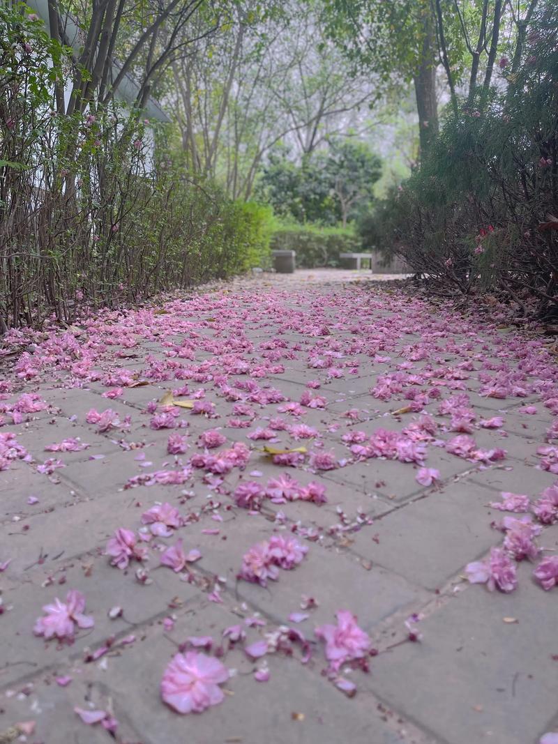 “花开花落花无悔，……花开为谁谢，花谢为谁悲。”
人的一生不就是如此吗，花虽美，