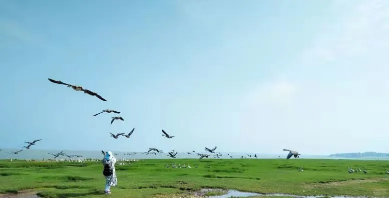 鄱阳湖湿地公园开启一场与候鸟亲密接触之旅