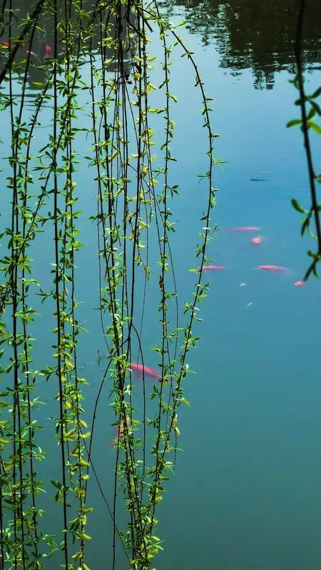 看到“春风摇绿柳”这个上联，瞬间来了兴致。上联描绘出春风轻拂，柳树变绿的生机勃勃