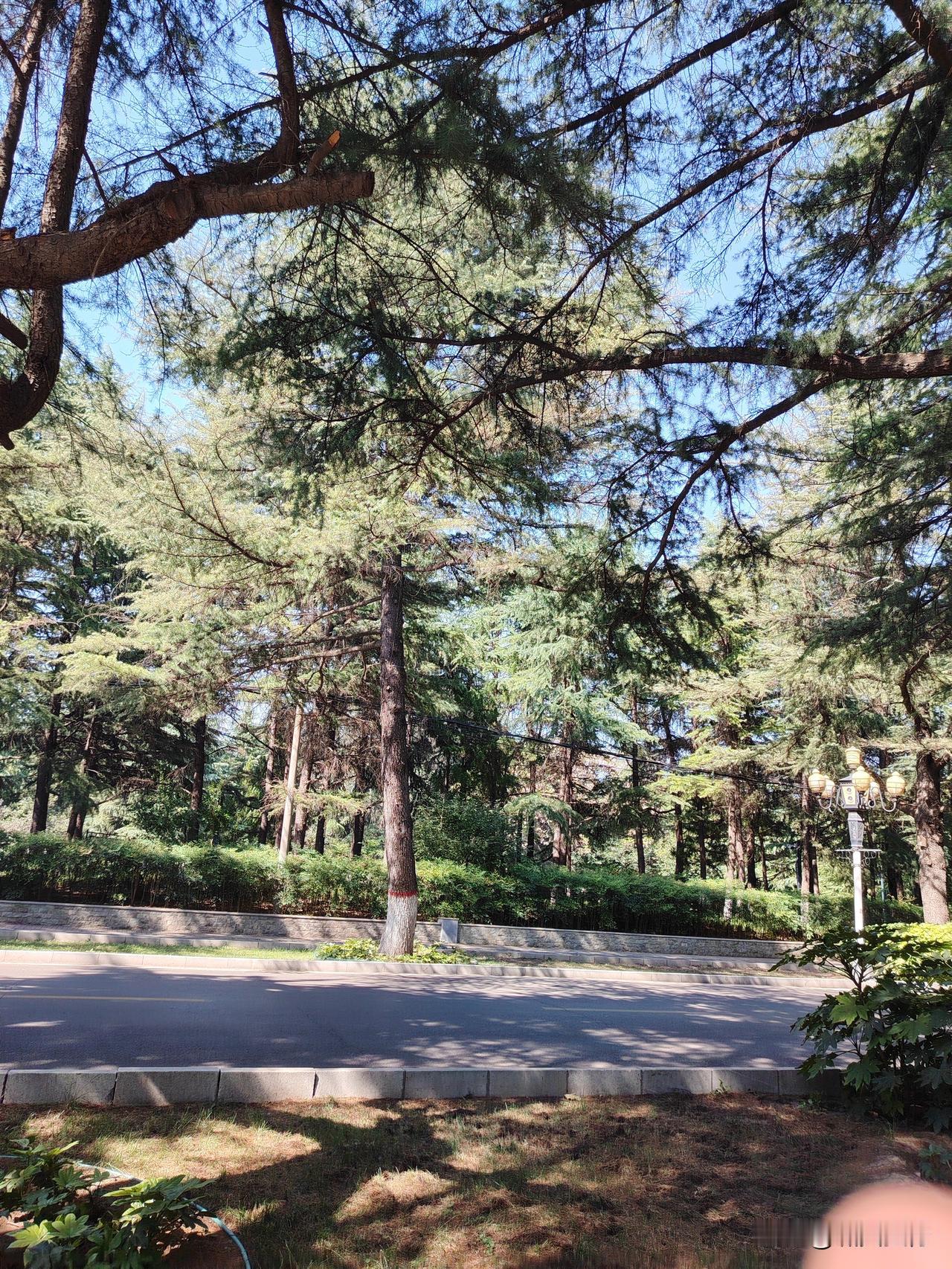 如果你来三门峡市，给你个建议，抽半天时间，把陕州风景区、天鹅湖风景区、黄河风景区