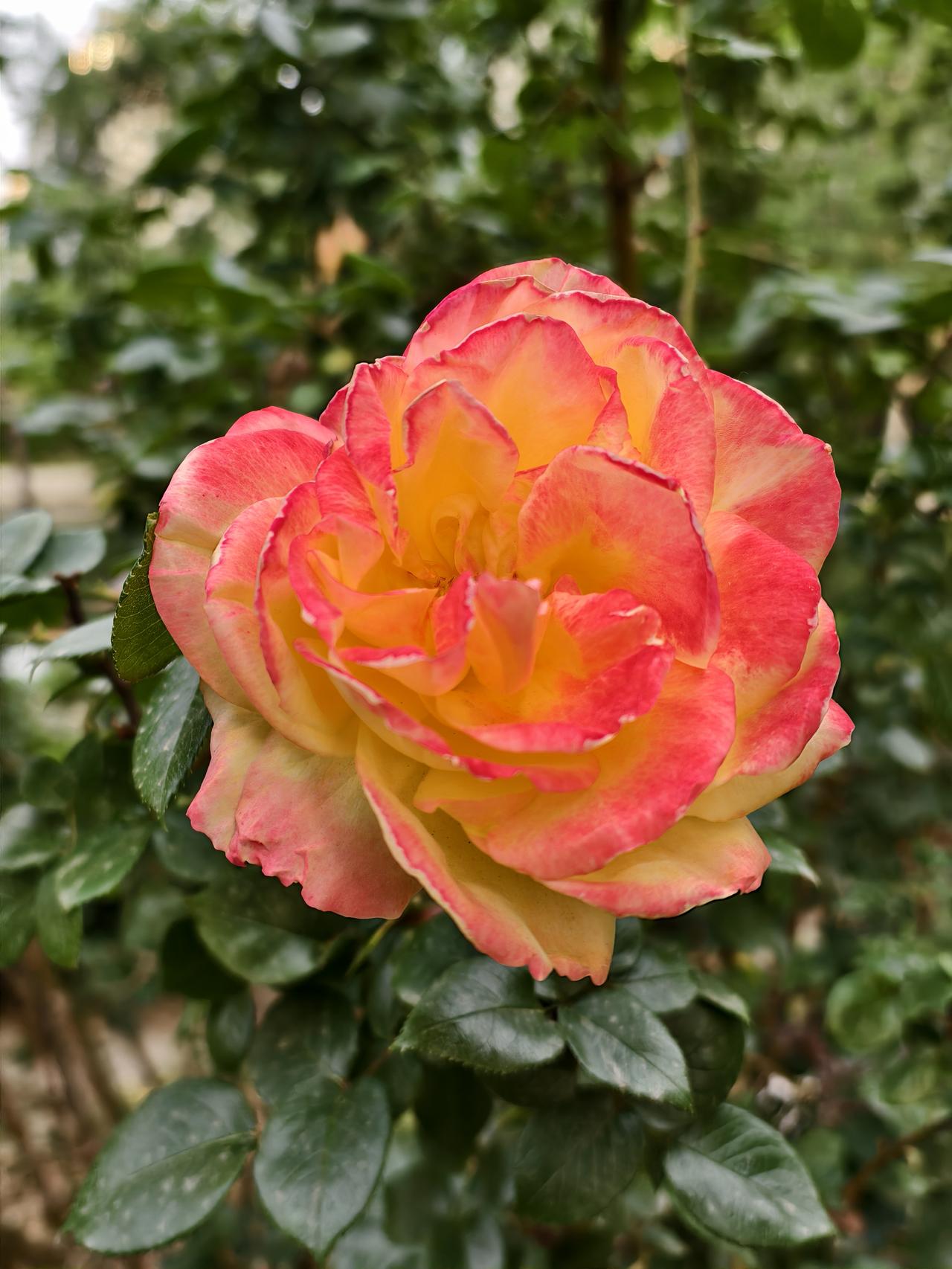 五一假期，欣赏漂亮的月季花正当时！