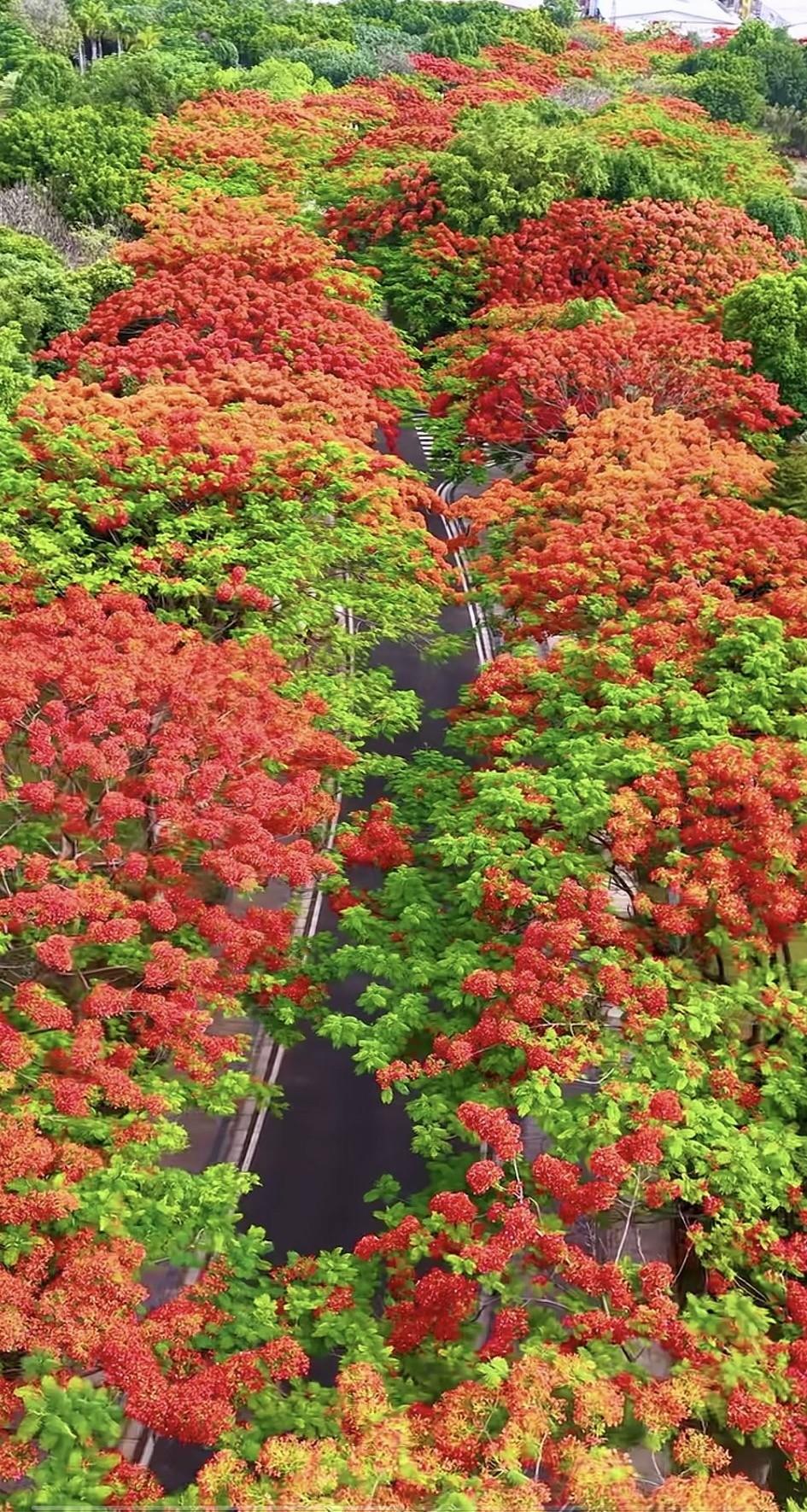 哇哦，这是哪里的凤凰花，也太好看了吧！