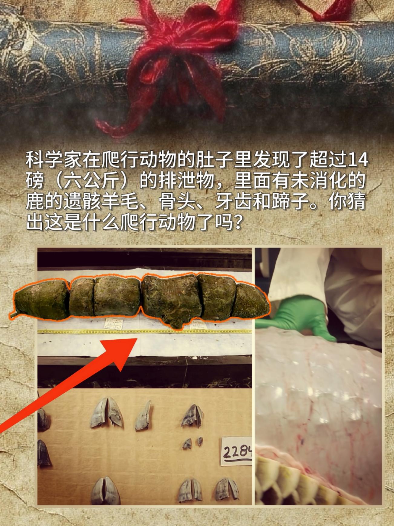 科学家在爬行动物的肚子里发现了超过14磅（六公斤）的排泄物，里面有未消...