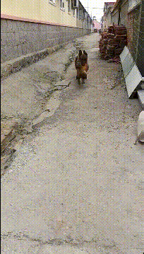 今天给主人加个餐