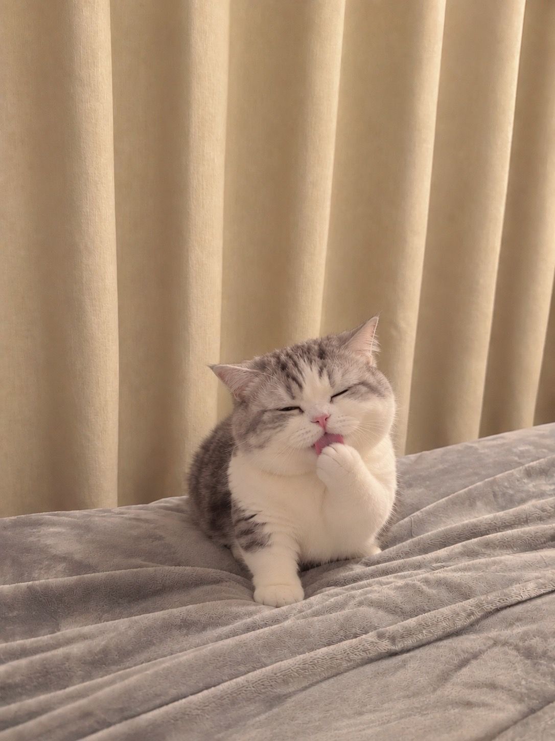 打哈欠的小猫真的好可爱 ​​​