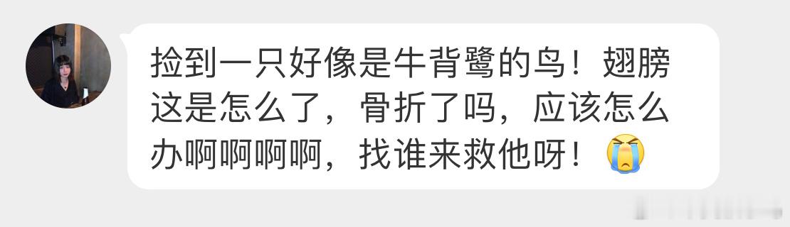 #鸟粉投稿# 一只受伤的【牛背鹭】翅膀好像折到了，自己处理不了就联系警察叔叔吧 