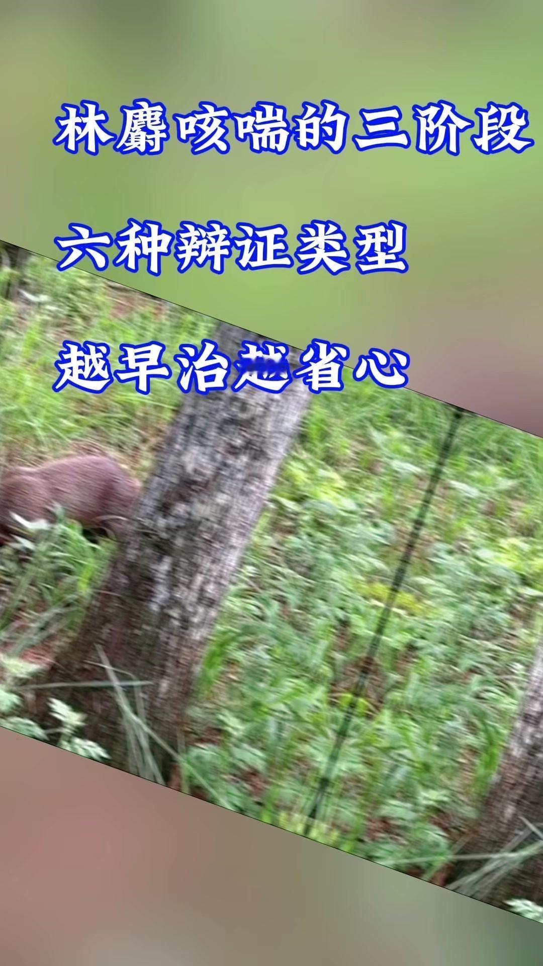 养殖林麝的家人们注意啦，咳喘问题得按阶段和类型来治才管用～

📍 三阶段病程