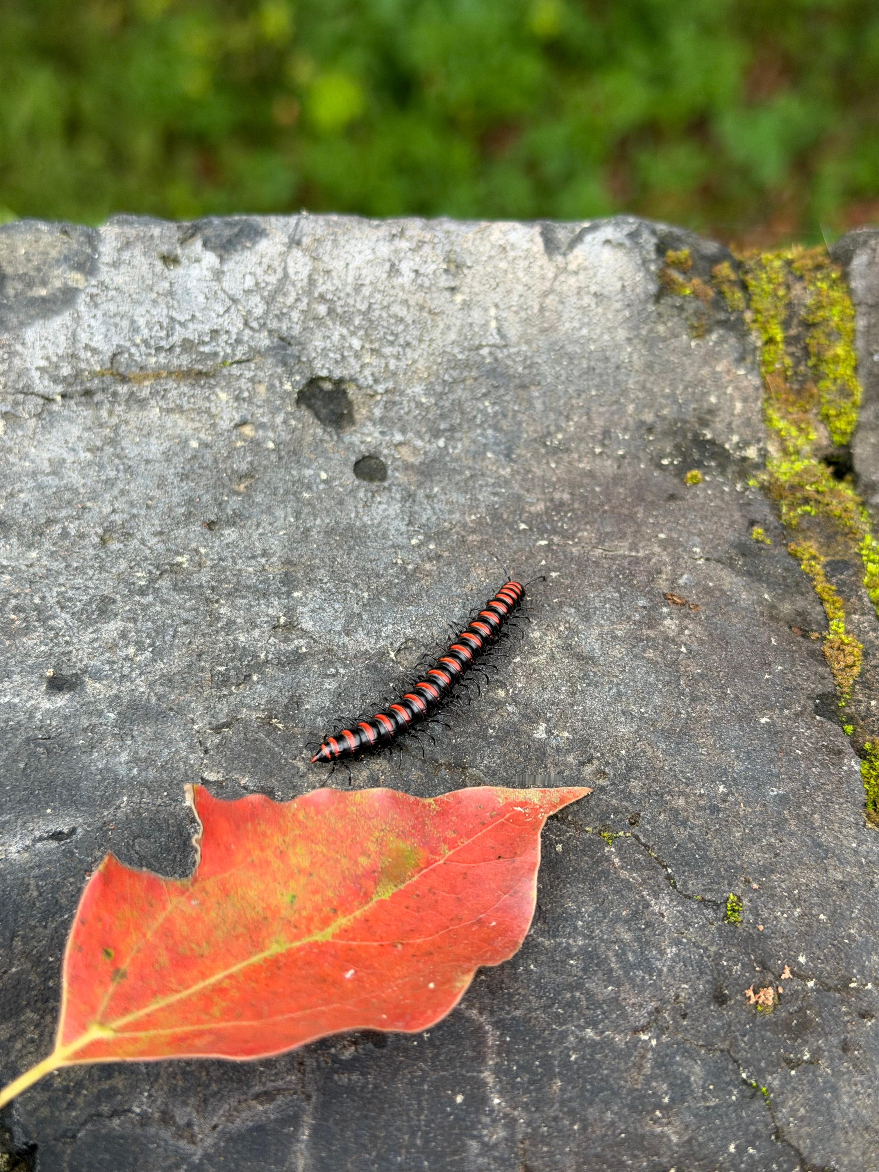 祥和  平静  梦境 古月《悲情面具 (巴乌演奏版)》(《新白娘子传奇》电视剧配