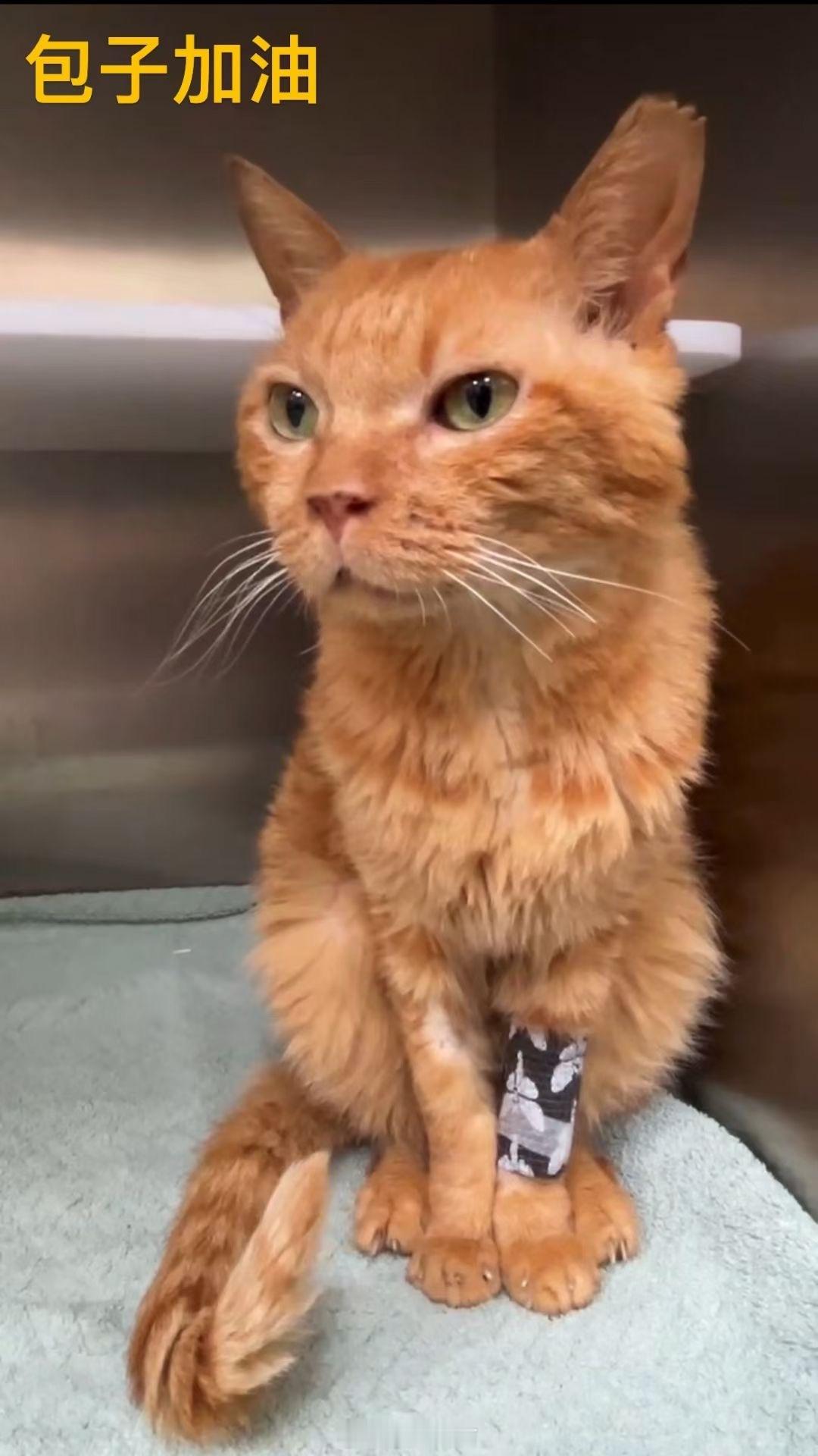 #广州猫咪救助##献血猫#‼️急寻A型血献血猫‼️小区救助的猫咪包子，生病贫血需