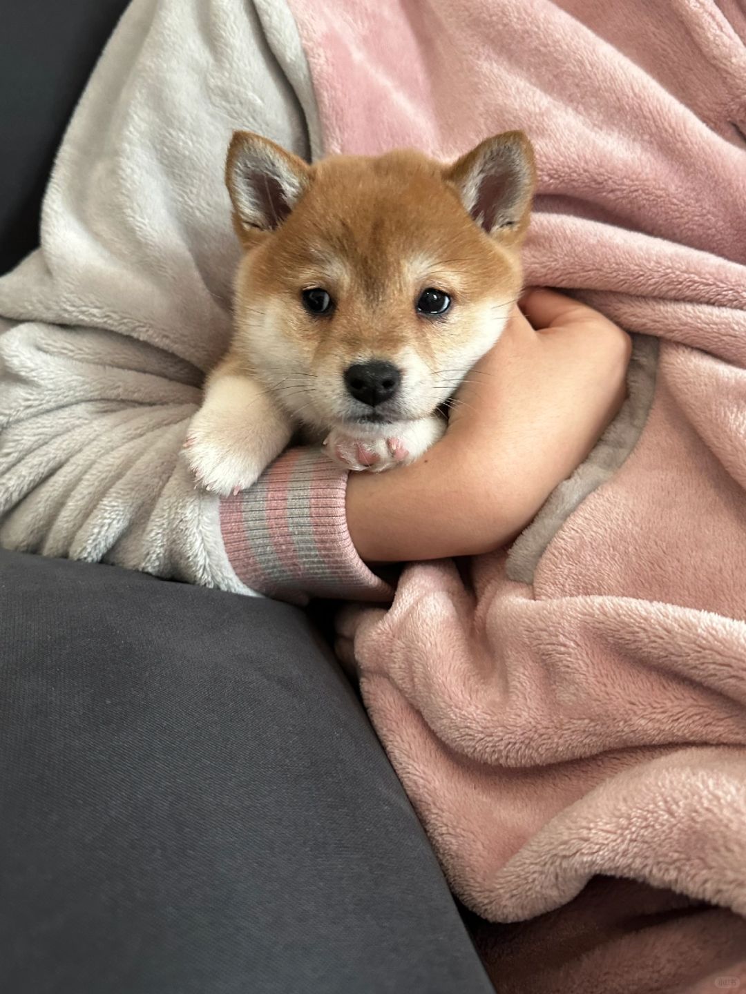 小时候就是我的小狗🐕