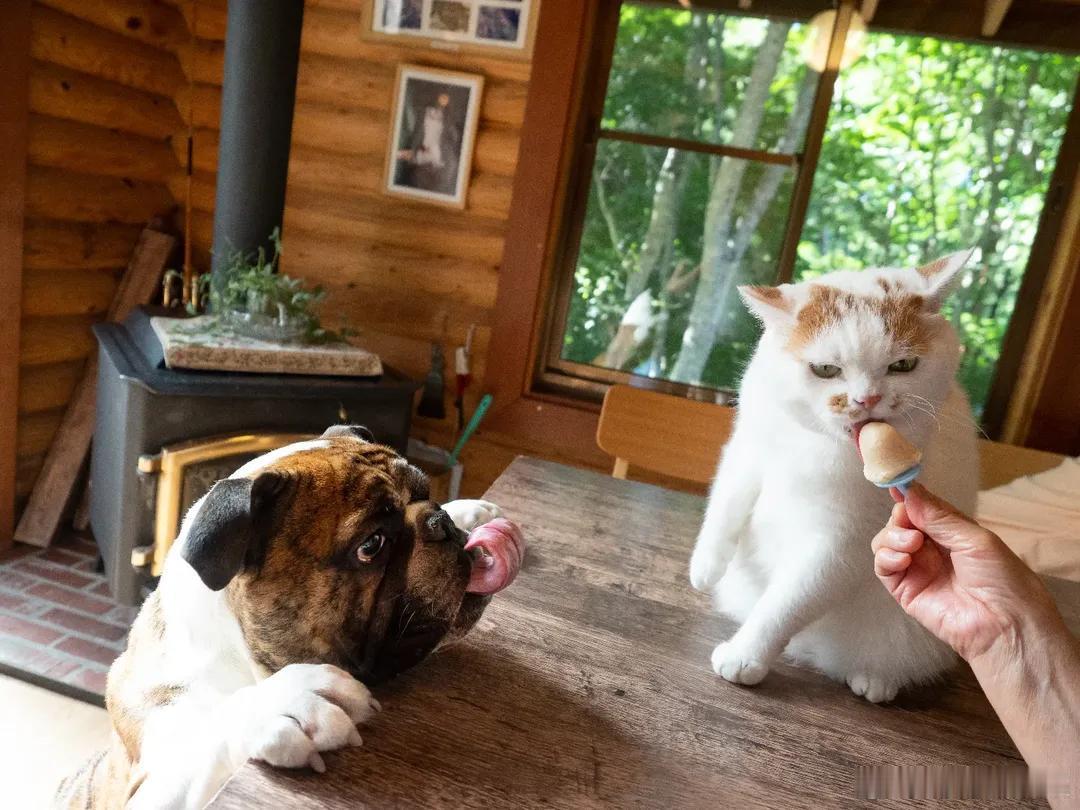 恶霸橘猫吃冰激凌，馋哭了狗子🍦cr：marco77774 ​​​