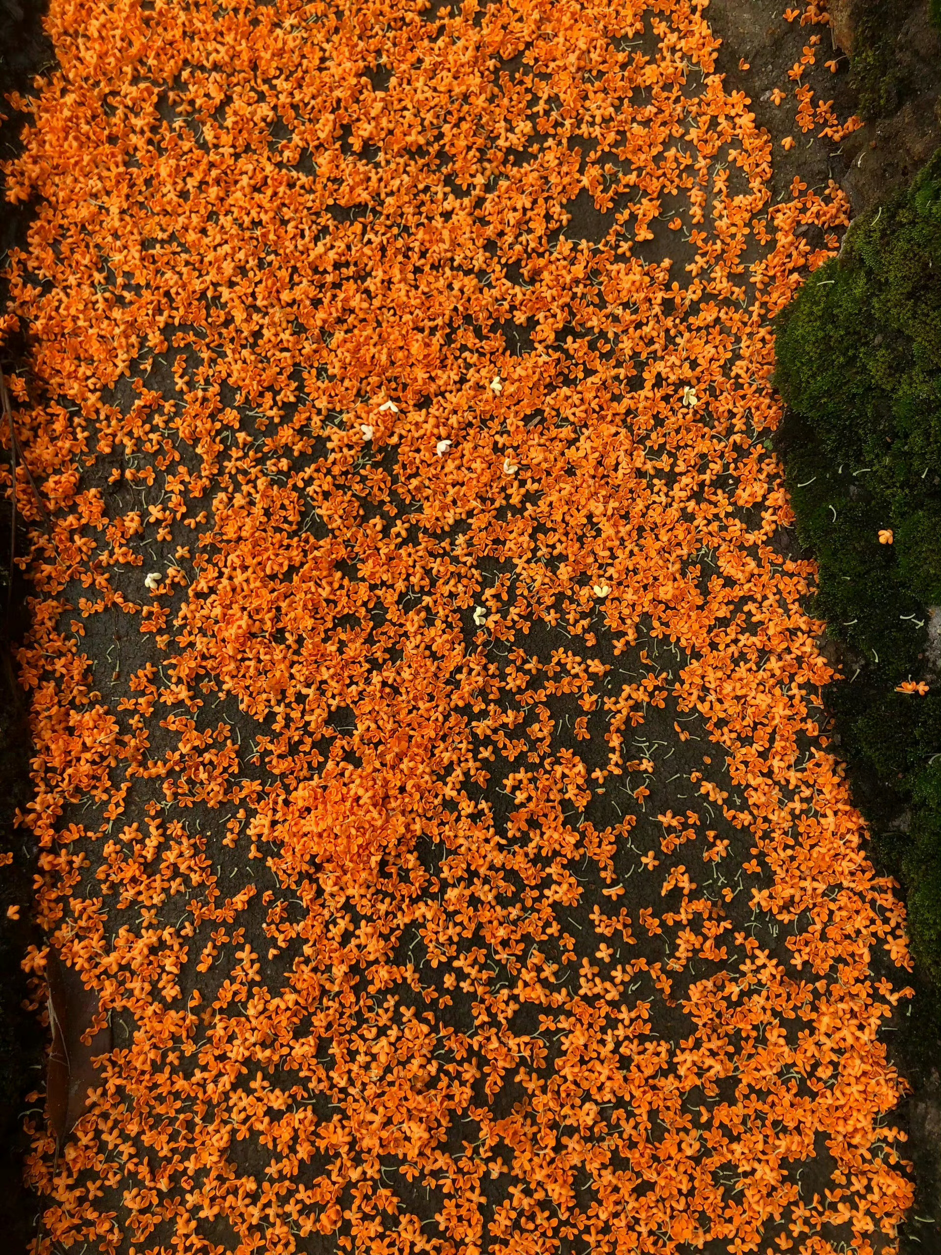 打捞秋天，桂花是秋天的来信🍂 ​​​
