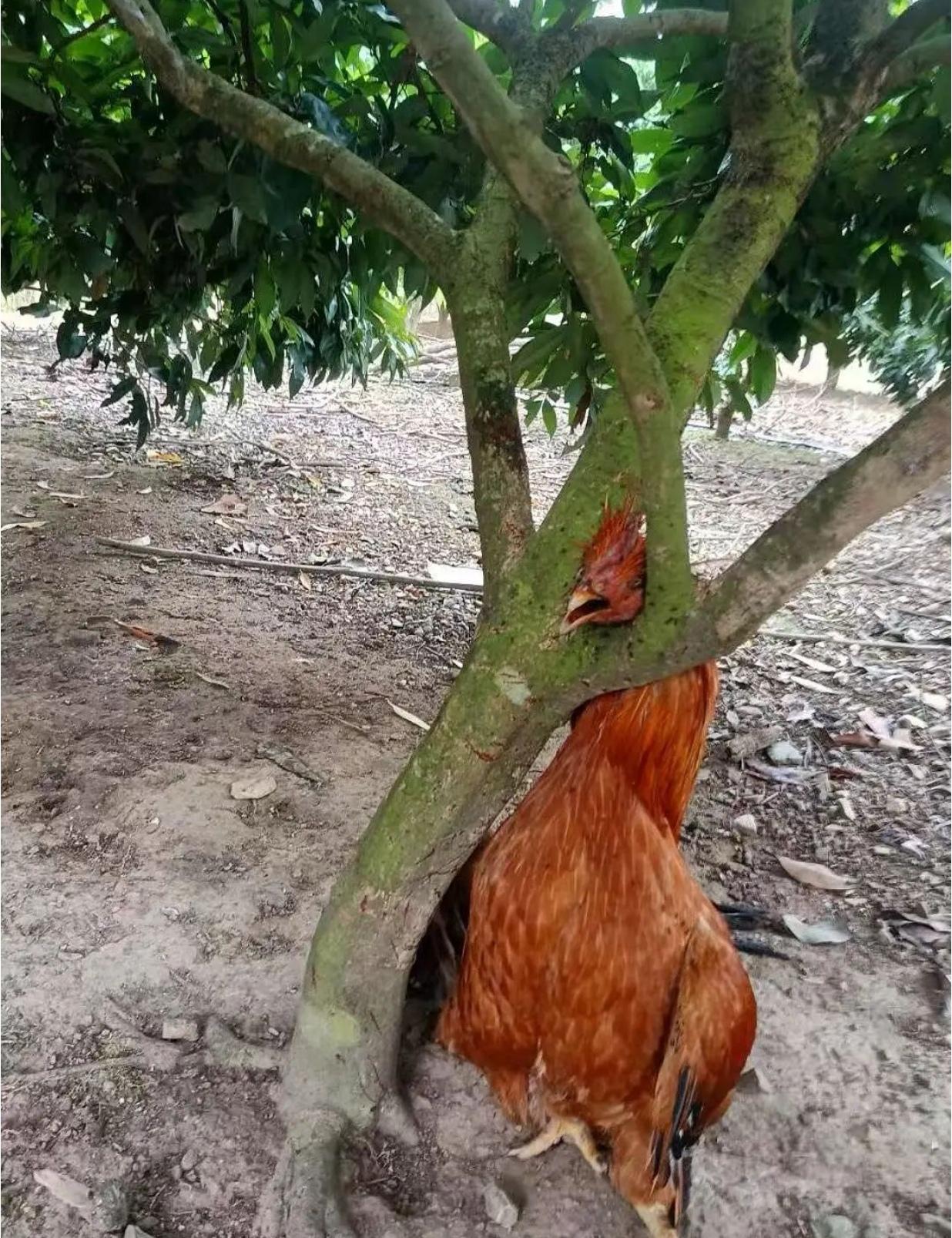这鸡有多想不开？
人有悲欢离合，
月有阴晴圆缺。
这鸡遇到了什么事，怎么也想不开