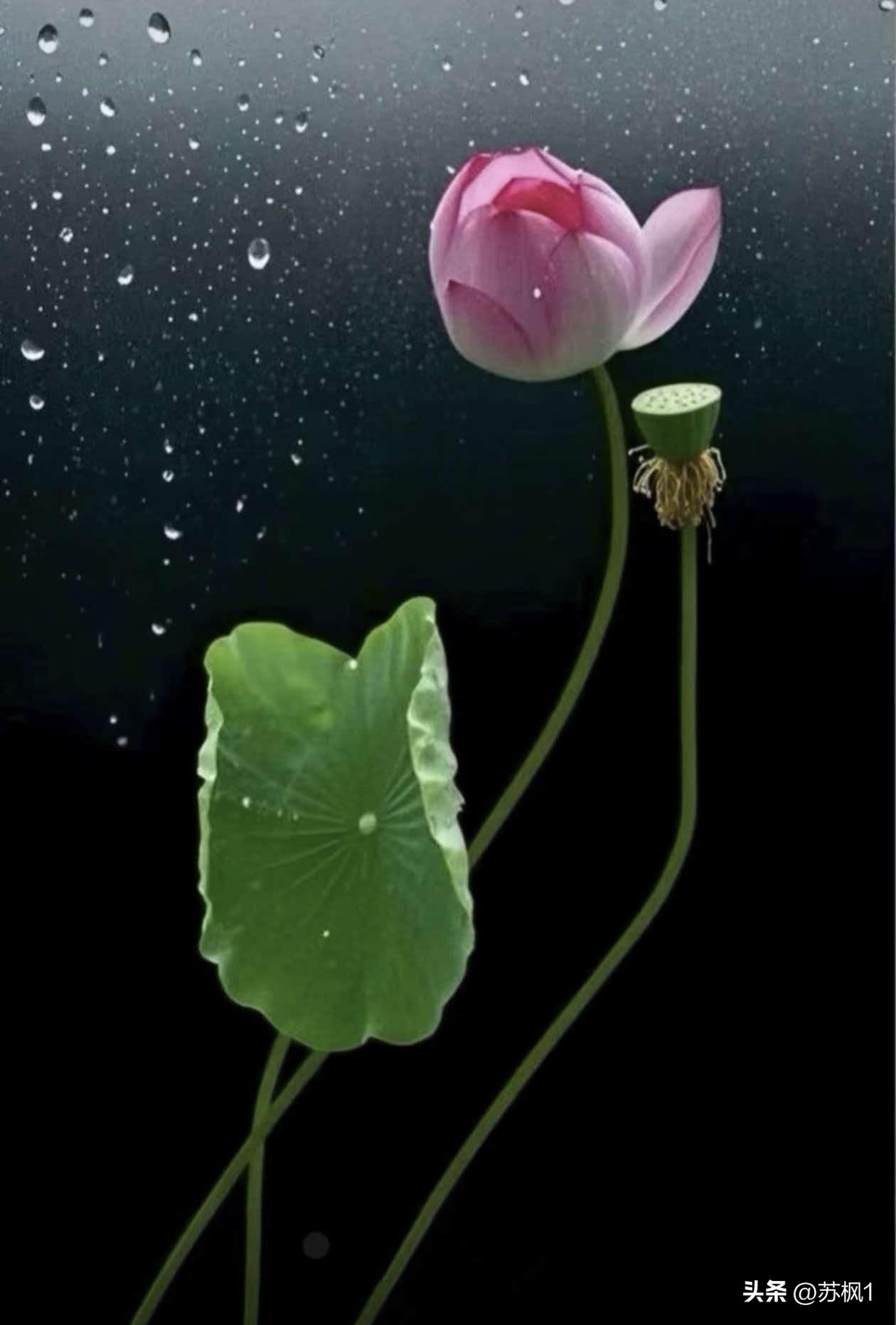 不经一番风雨苦，哪得荷花如仙子？