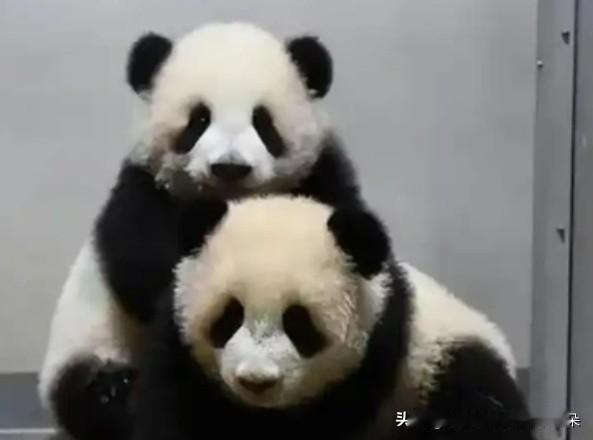 旅日大熊猫“晓晓”“蕾蕾”启程归国！日本迎54年来首次“熊猫空窗期”，中日友好纽