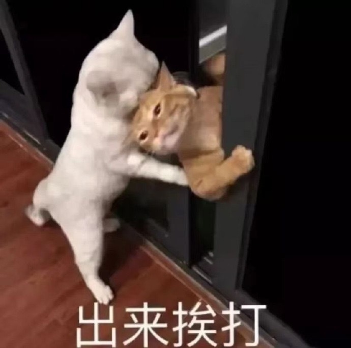 小猫咪的可爱表情包。 ​​​