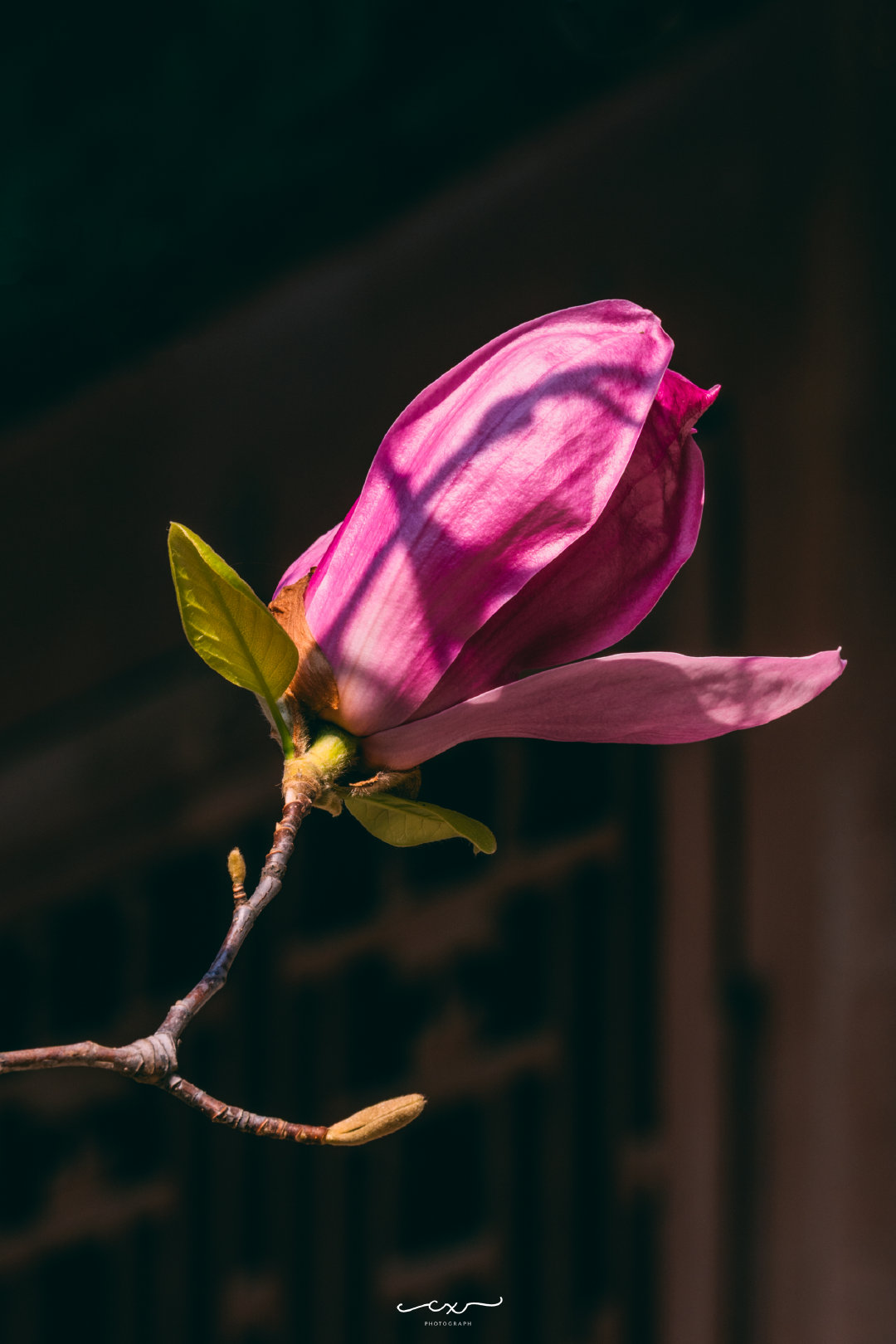 紅牆金瓦，紫玉生香。📍故宮 • 鍾粹宮📸 2026-03-31摄影