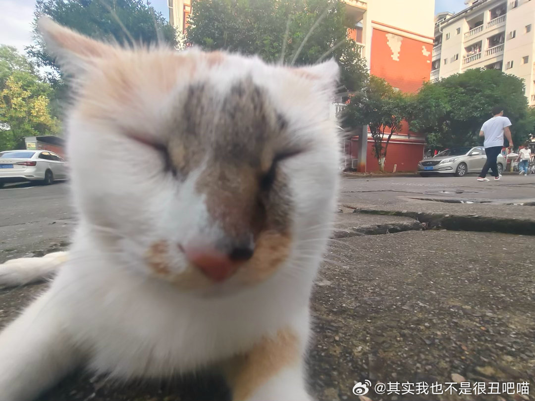 50154【丑猫】咪不仅长得丑，心灵也丑，之前没绝育的时候一到发情的那几天就在我