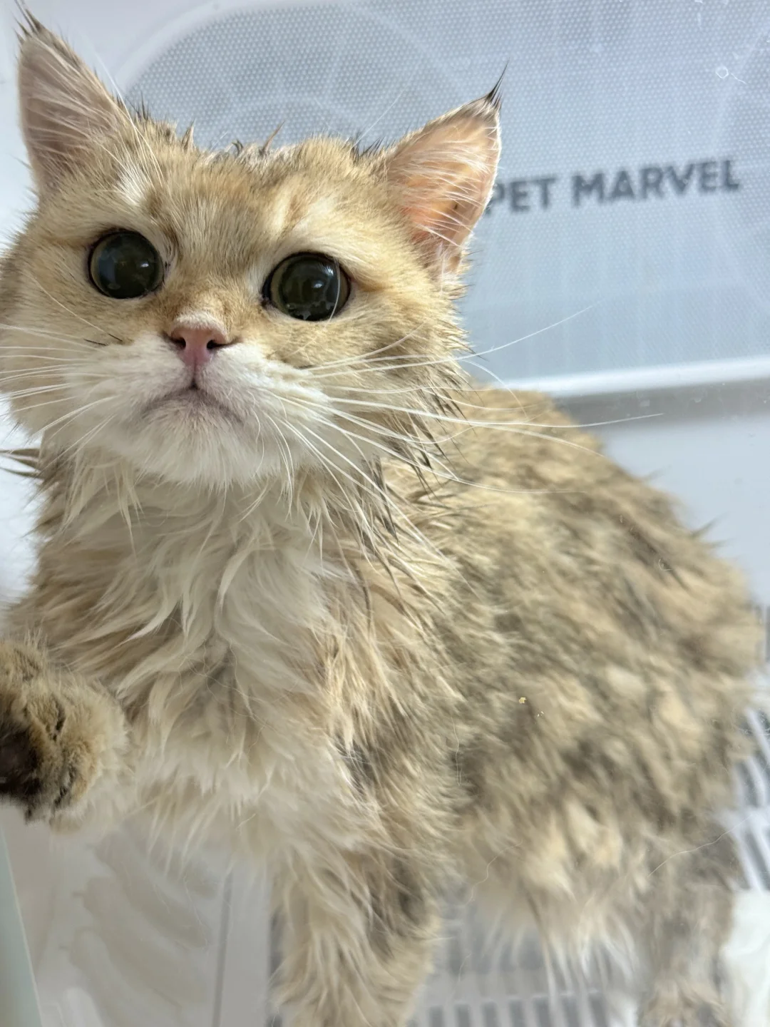 太好看了我的崽