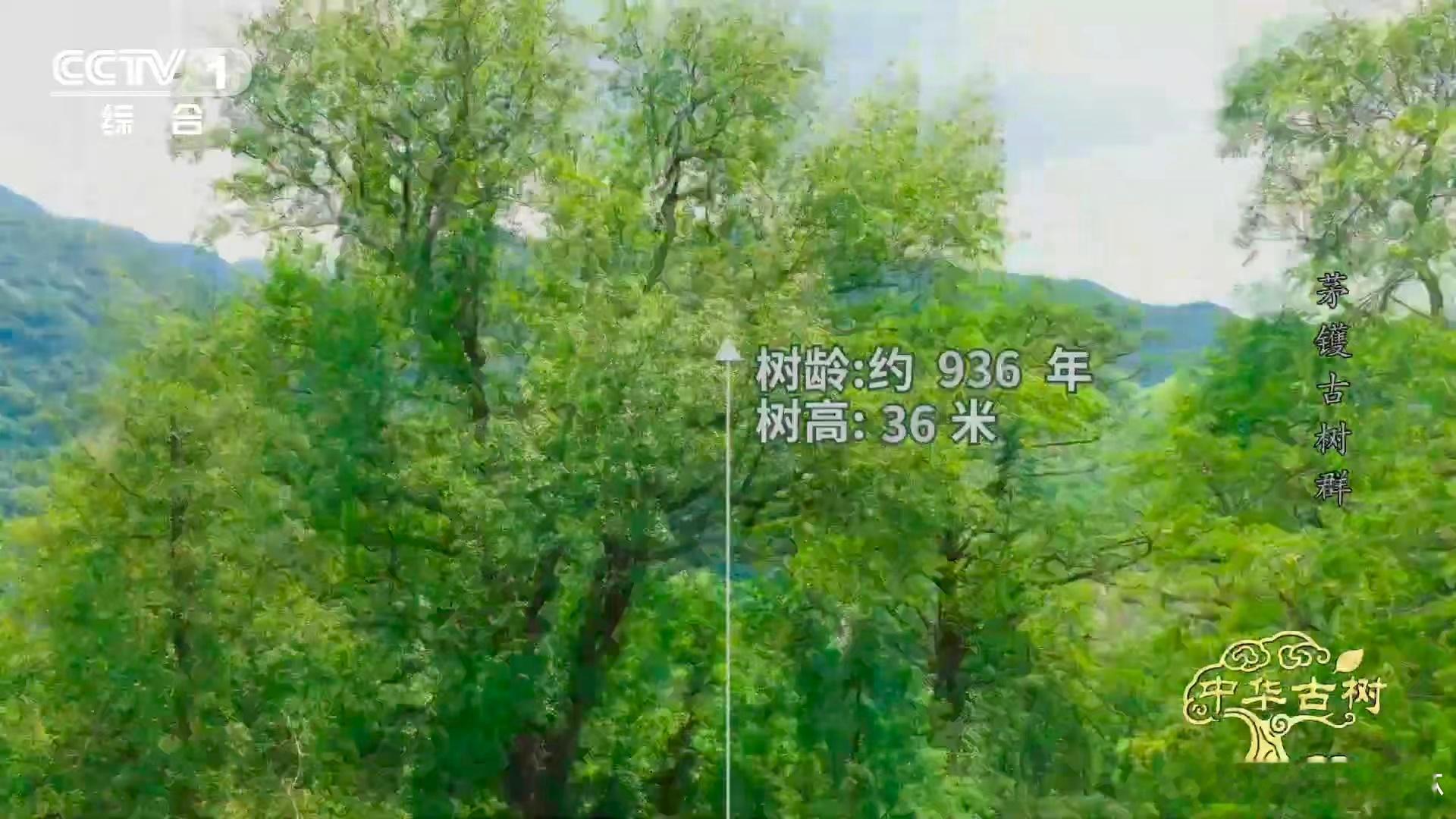 走进浙江宁波茅镬村，便会被那棵千年金钱松吸引。它历史厚重，秋天时，金黄针叶如铜钱