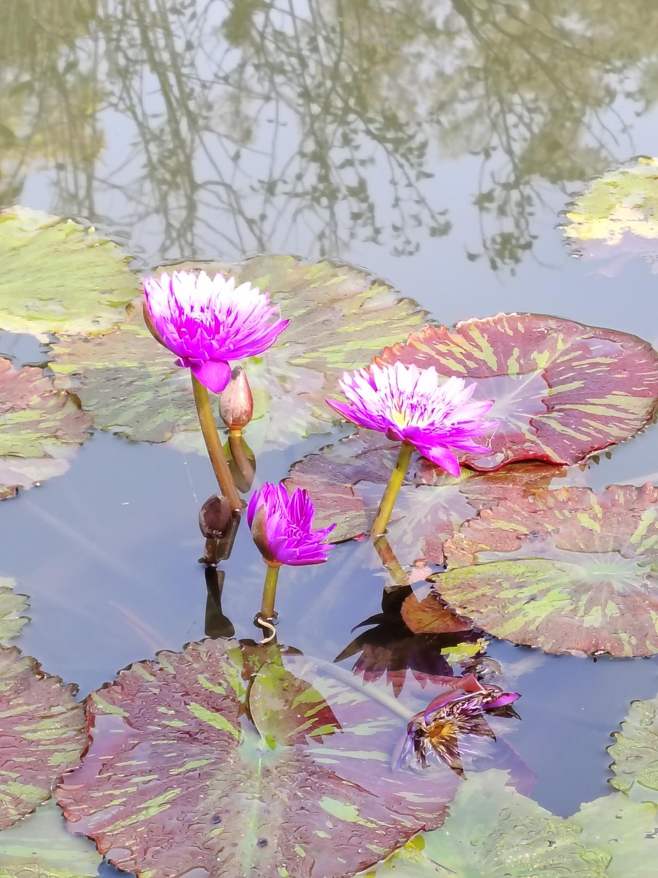 虽然已入冬，但睡莲依旧盛开
