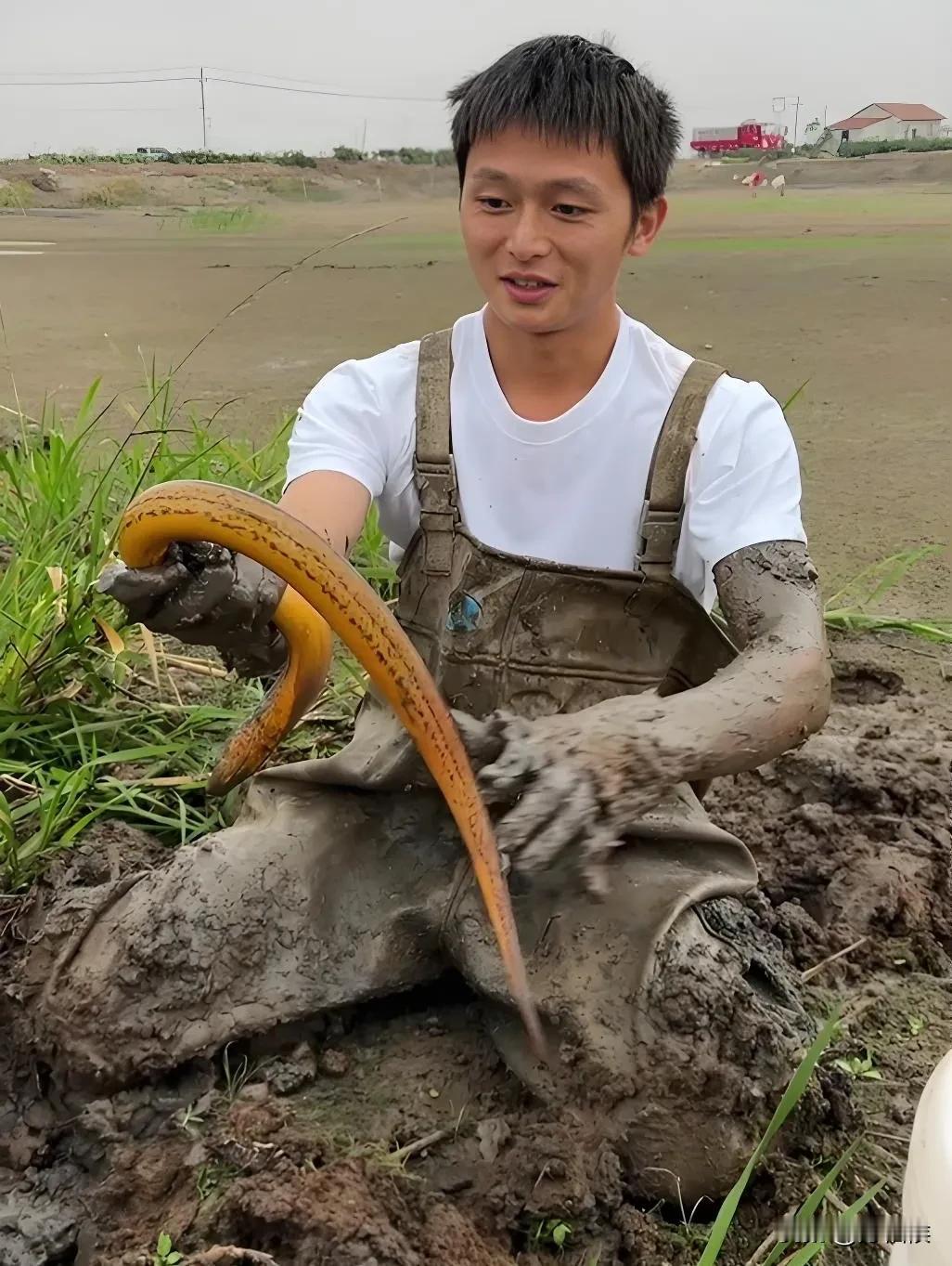 水猴子抓鳝鱼满网流传，转发，这说明很多人并没有见过真正在污泥塘里捉鳝鱼有多辛苦。