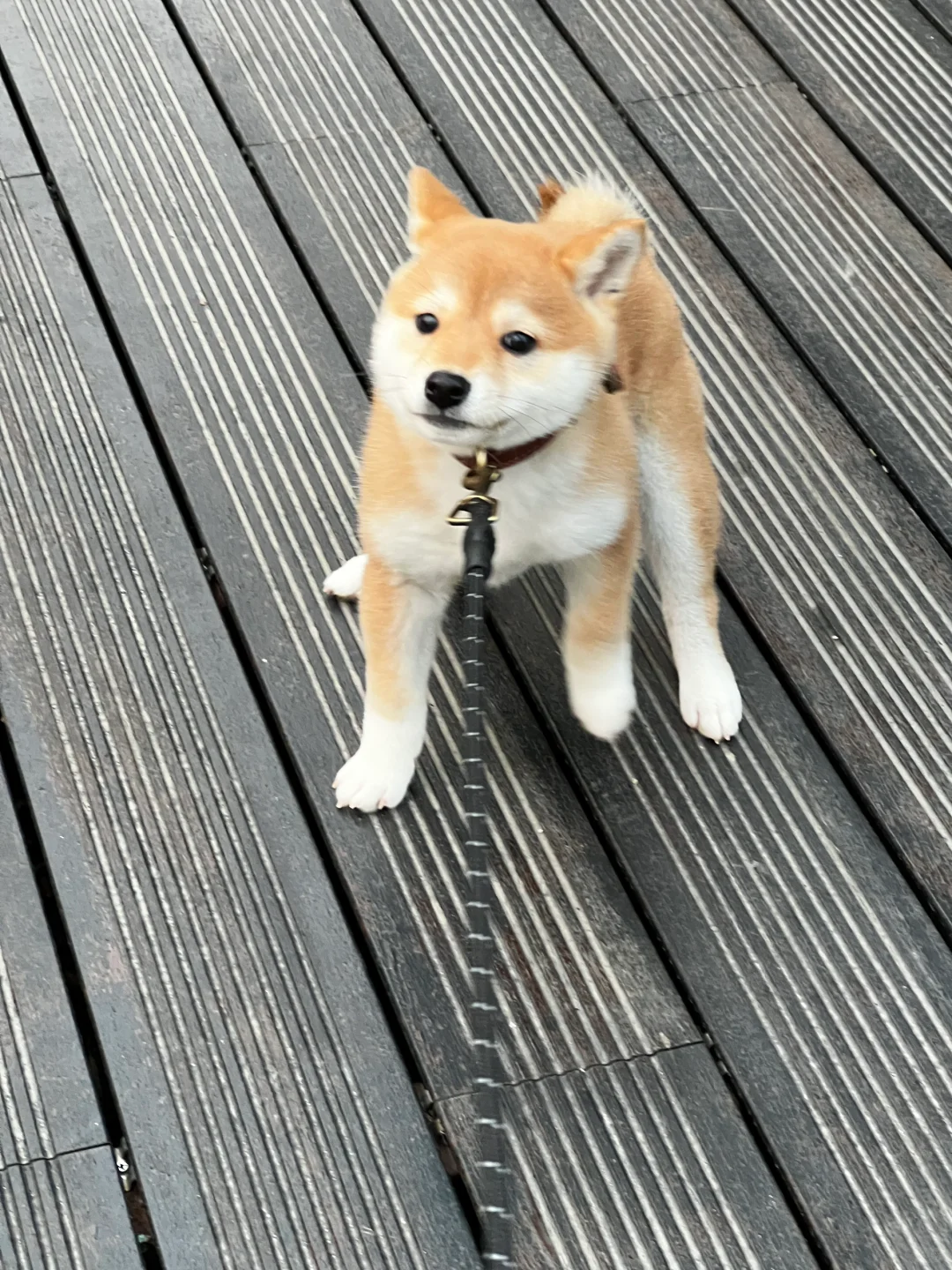 一组live图证明你家是纯种柴犬