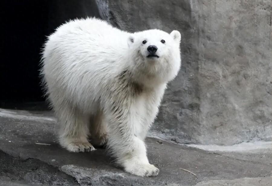 俄罗斯和日本这动物交换的事儿太逗了。2月11日，俄罗斯动物园协会说水豚在俄超火，