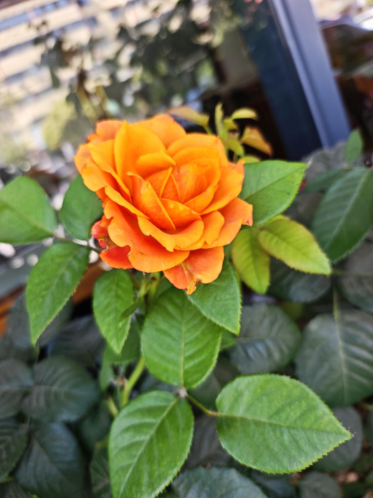 分享一下漂亮迷人的花黄月季