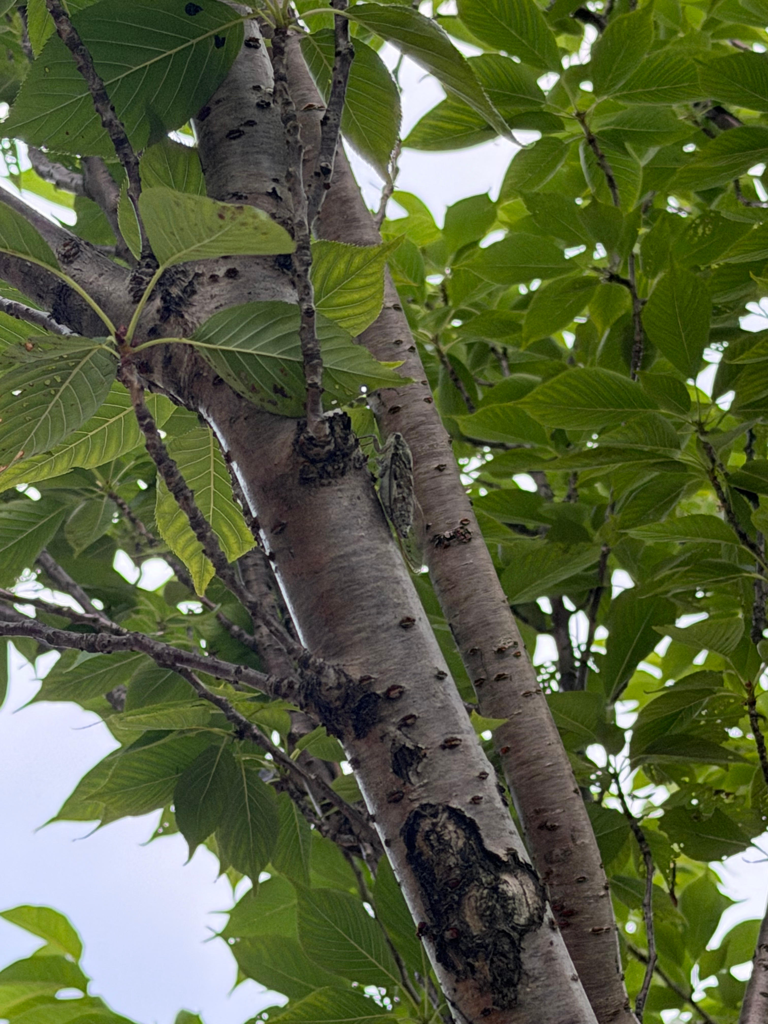 十七岁那年，抓住了那只蝉，便以为抓住了整个夏天。第一次看到这句话还是在初中，转眼