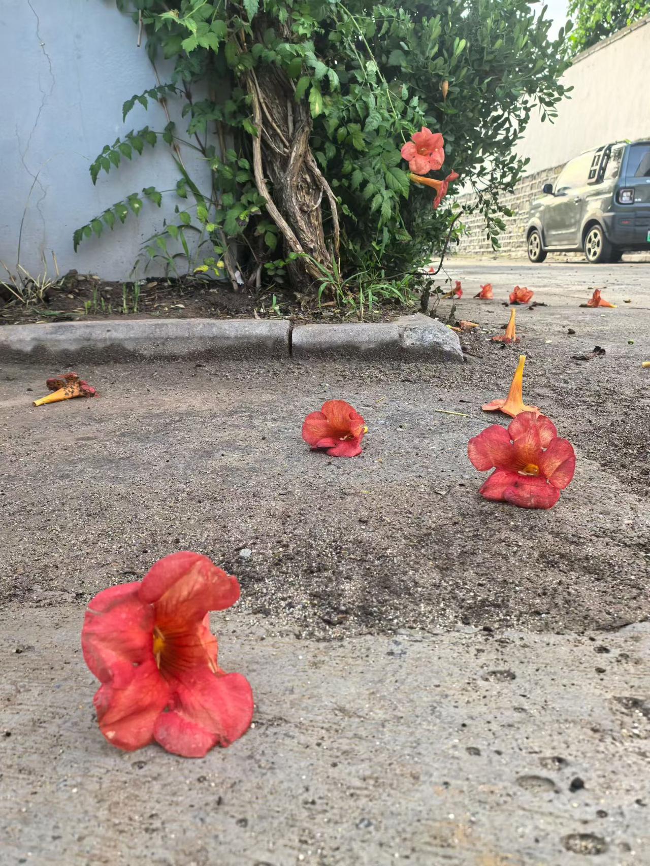 夜来风雨声
​花落知多少