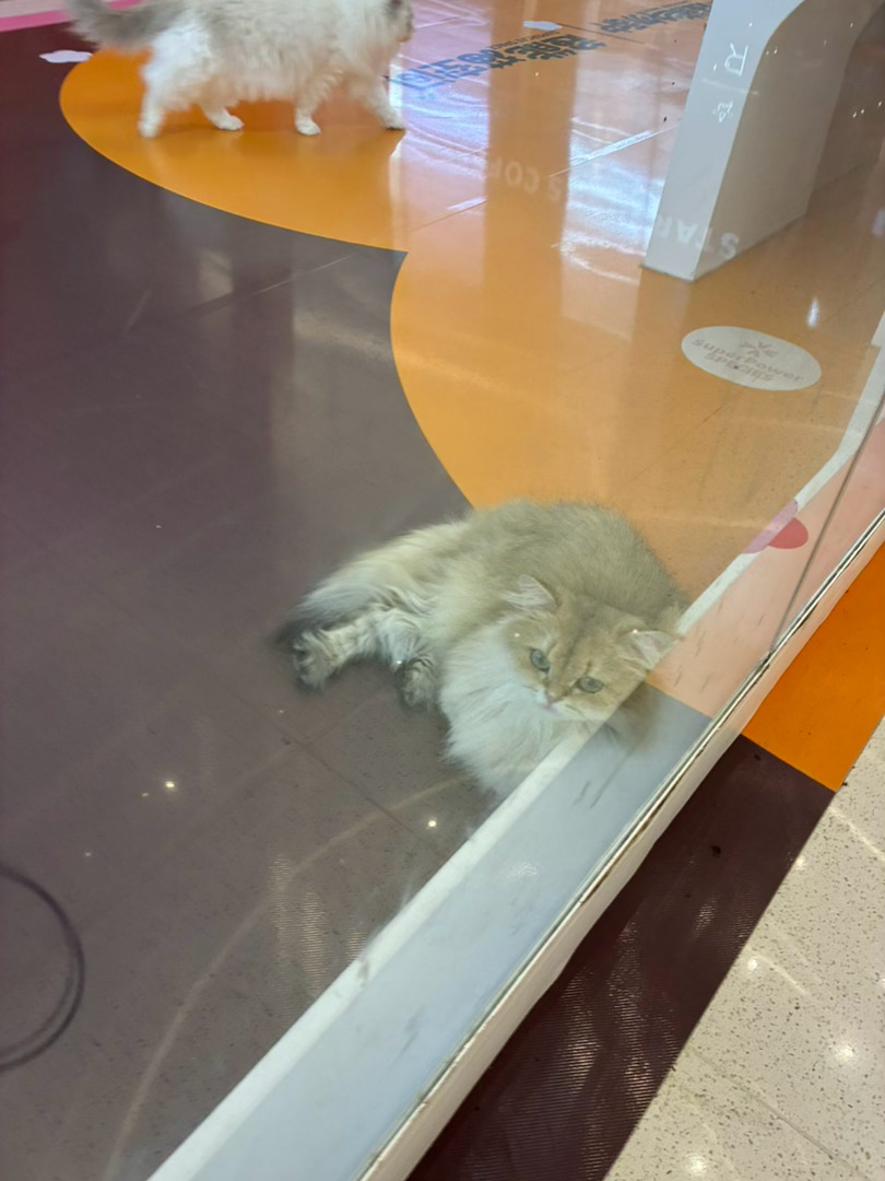 这个猫咖是会选猫的，都是憨憨老实可爱的那种猫 