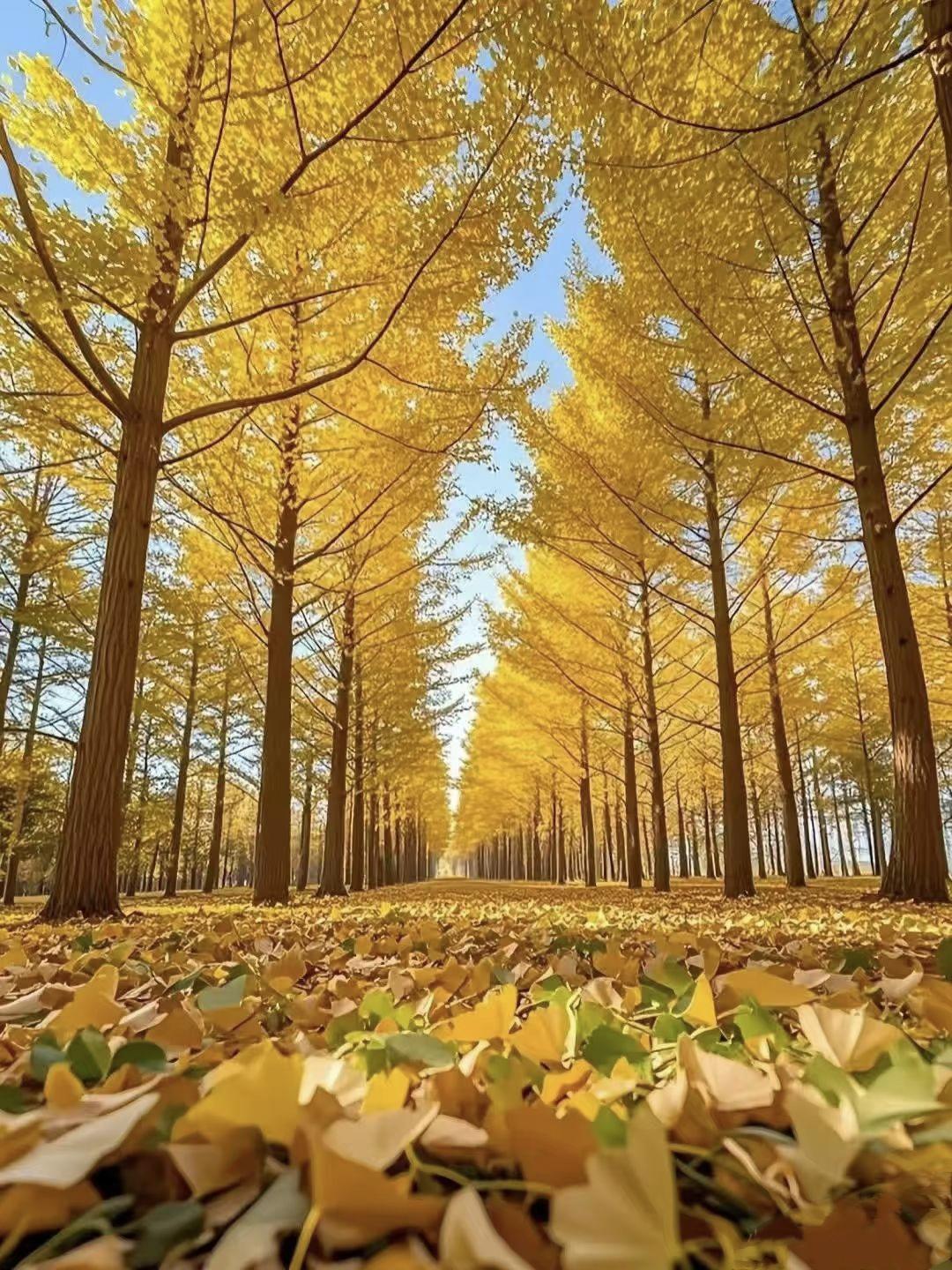 红薯，你们那里都叫做什么哈哈哈哈哈！我们这叫“地瓜”