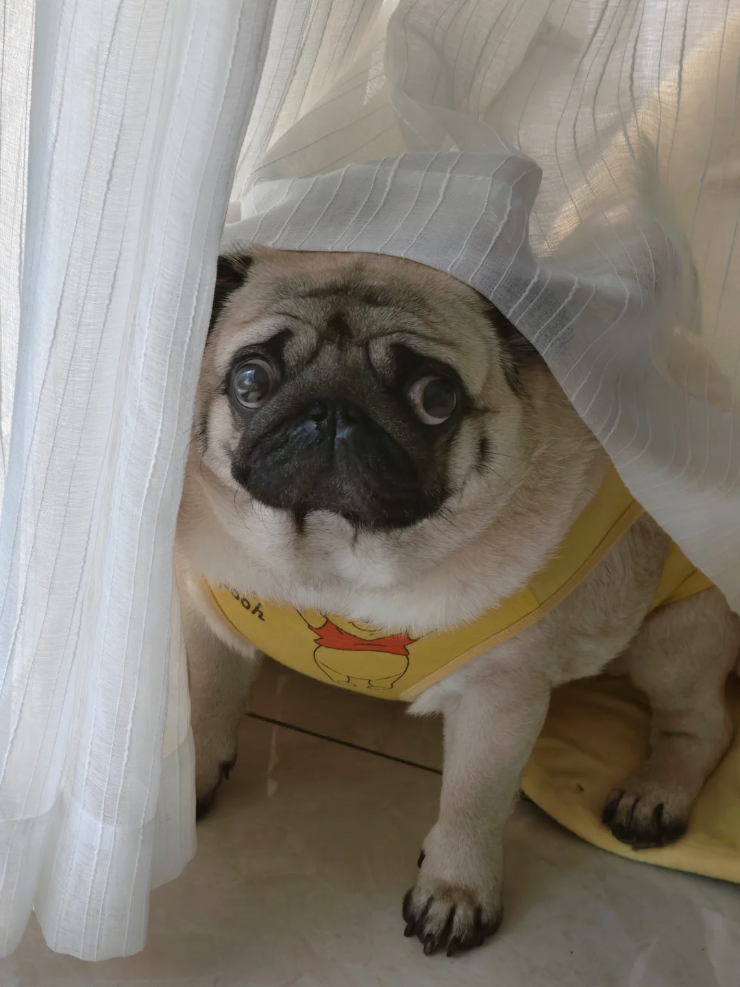 自己找的氛围感🐖