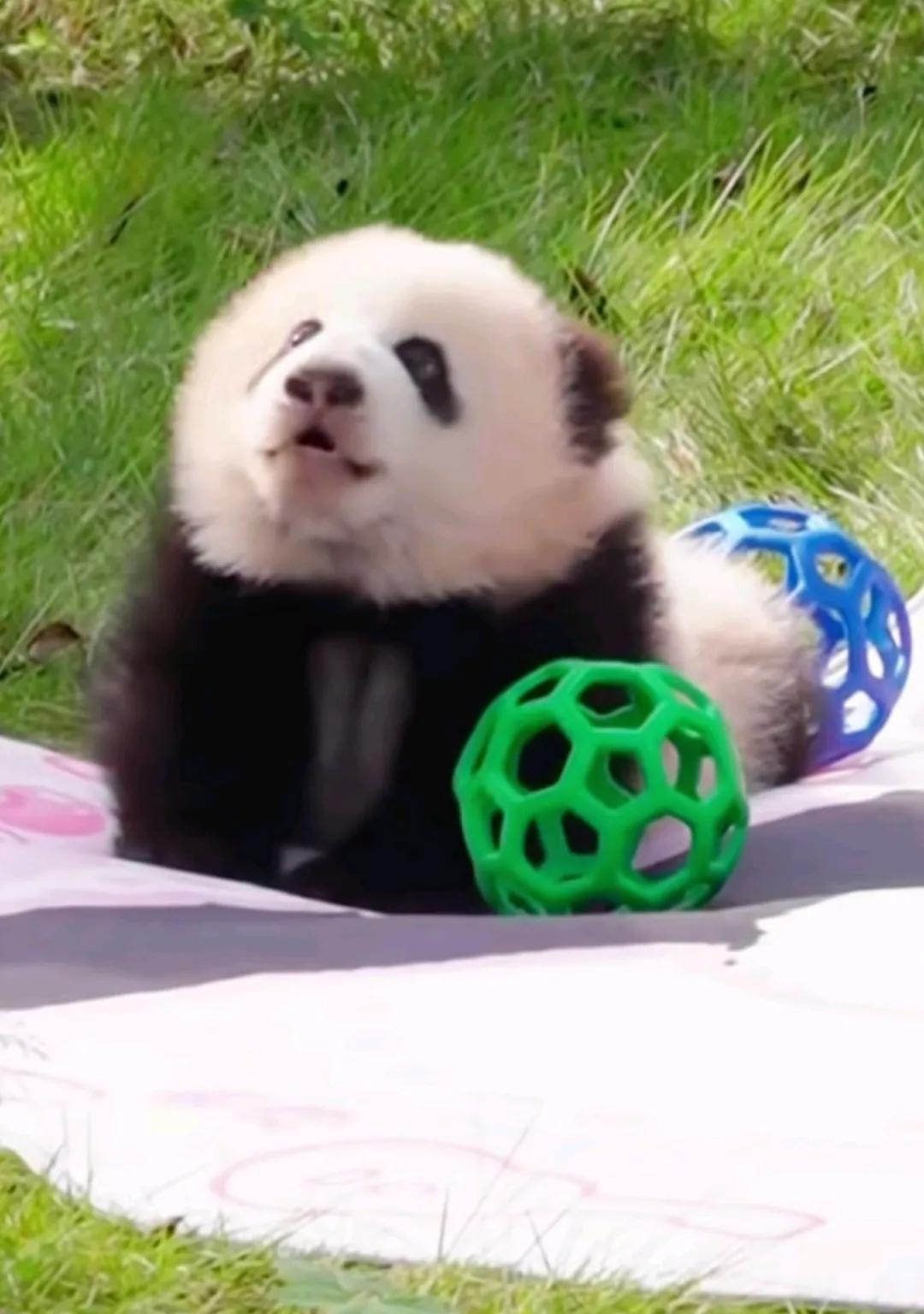 网友热评：奇三妹像一只小松狮！
大熊猫幼崽真的好可爱，奇三妹这小表情真有点儿狗里