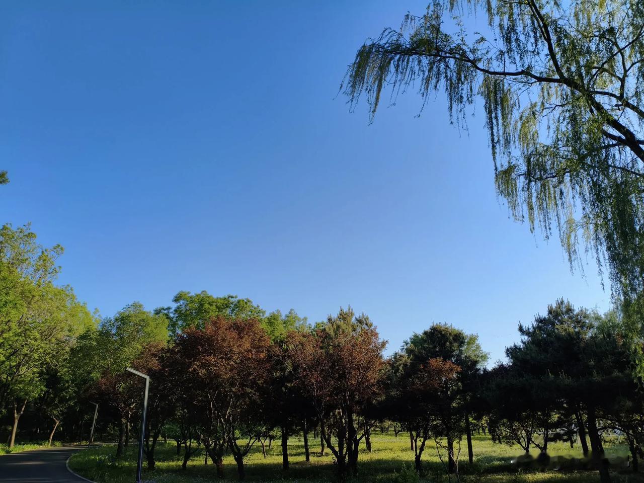 夏日的东坝公园，总是那样美，让游人沉醉…