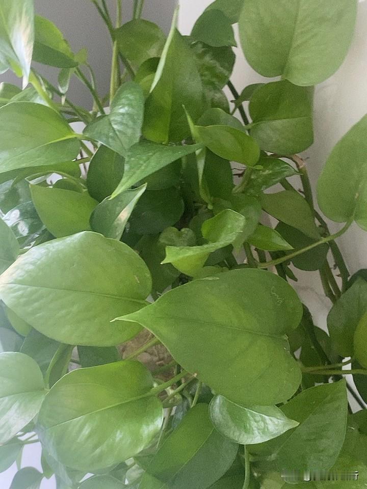 上联：天有日月星辰，诚邀下联上联：出是山上山，求下联 薄荷对手抖有什么作用 友友
